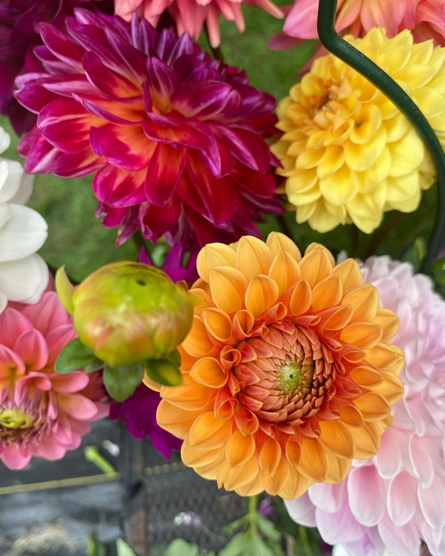 57587A53-840A-4634-9EC3-9F6BFC2AA23E.jpg (Copy)