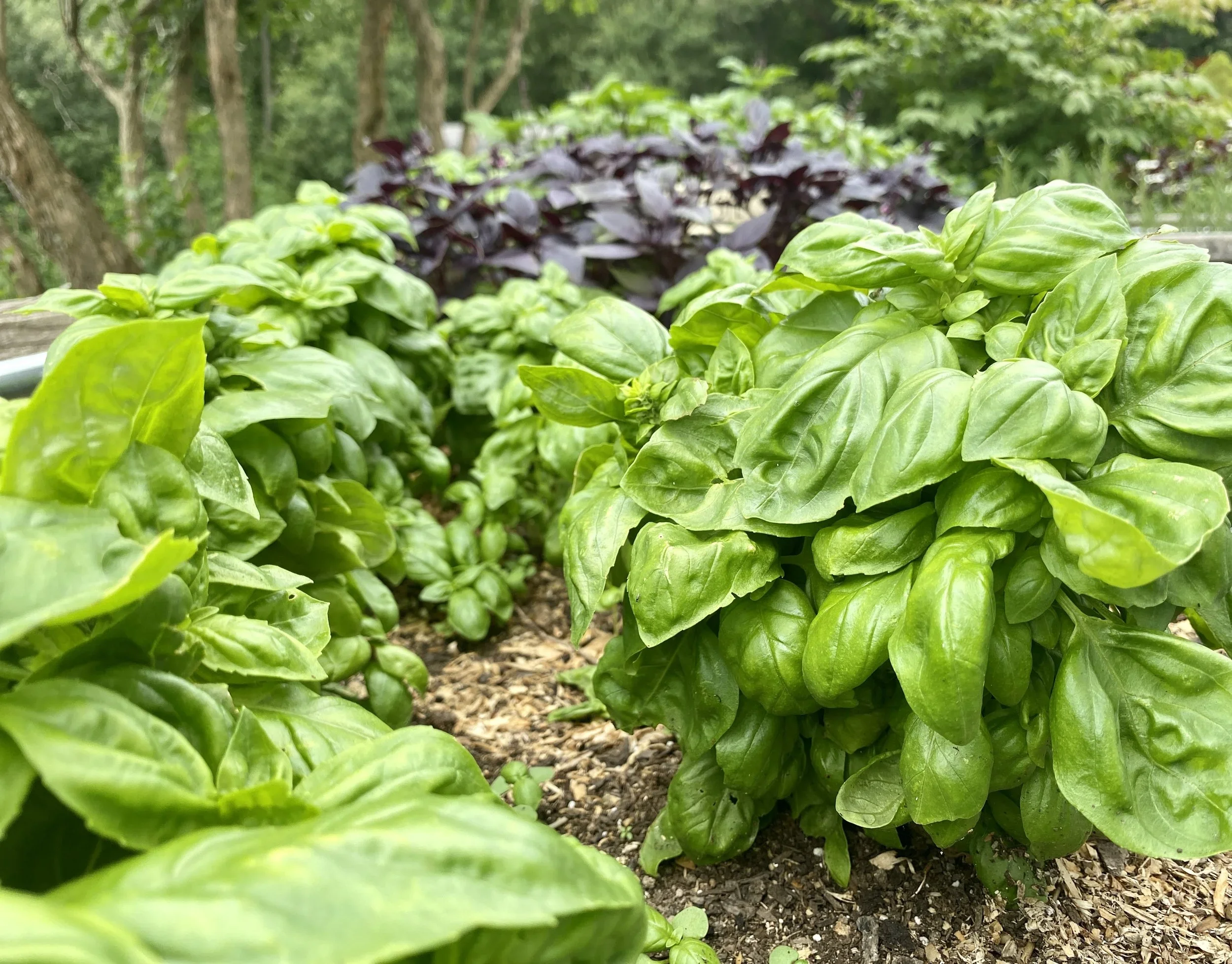 Eight Favorite Herbs for Pots