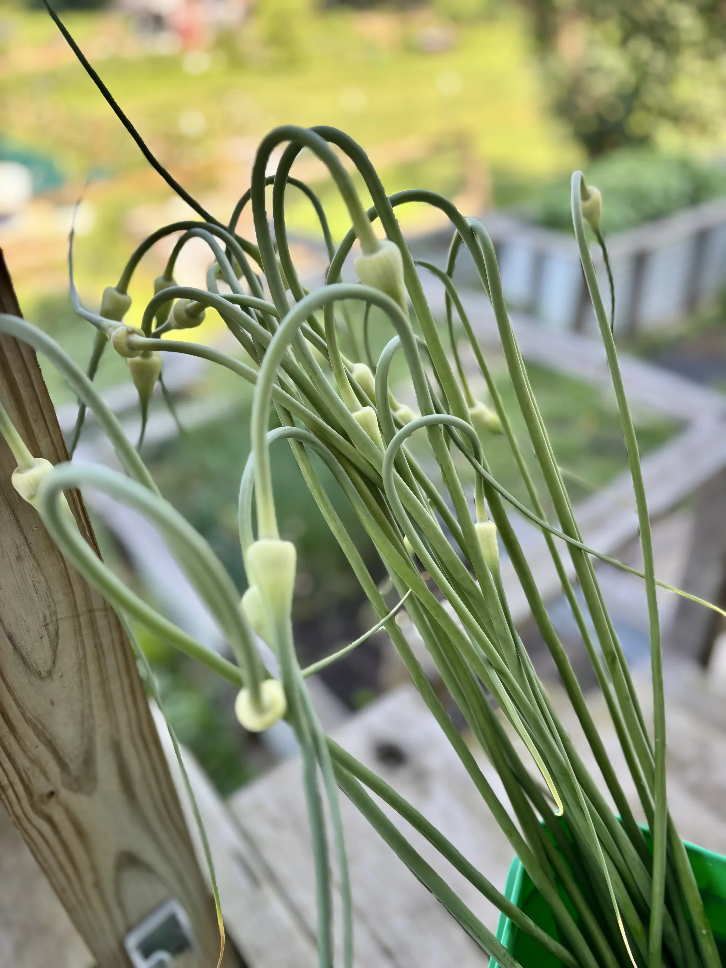 What are Garlic Scrapes?