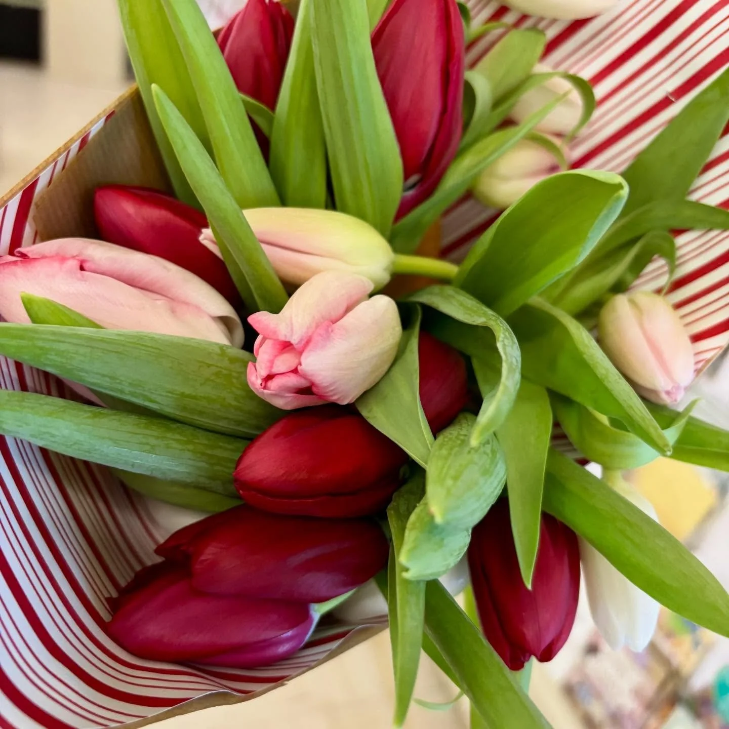 I am featuring holiday tulips" @hutchsfoodcenter this week! 🎄❄️🌷