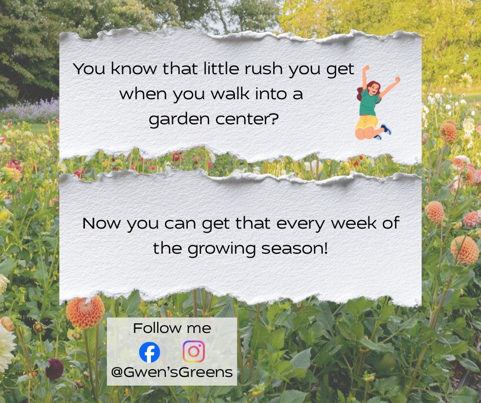 Visit gwensgreens.com for your flower fix! #gwensgreens #gwensblooms #Shopforblooms #bouquetsalways
