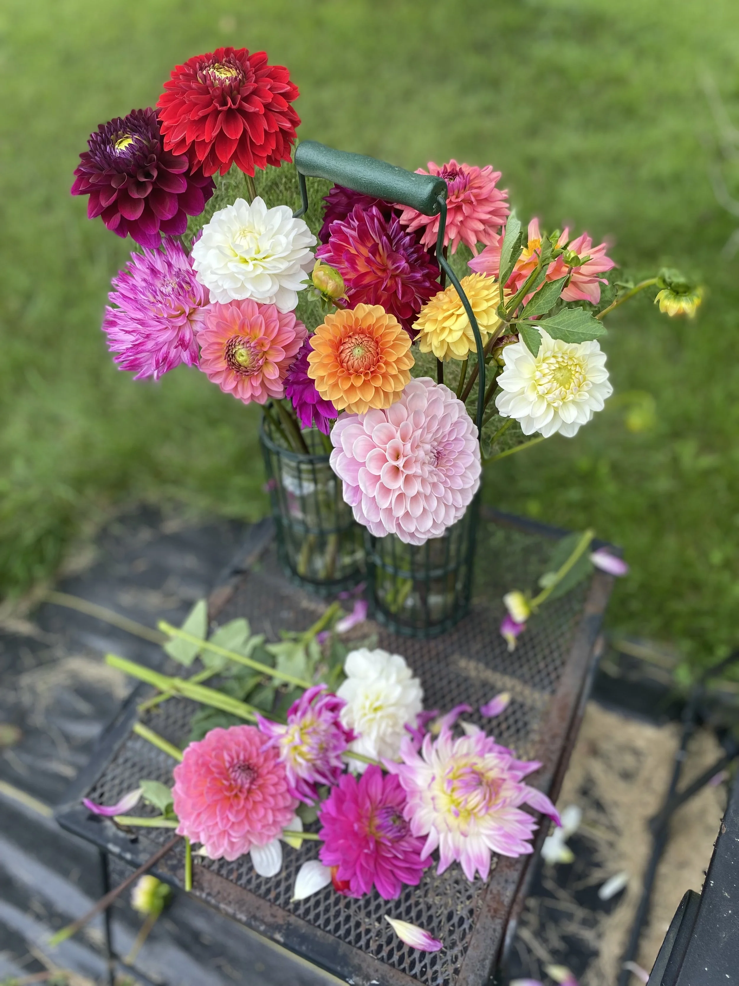 IMG_6721.jpeg (Copy)