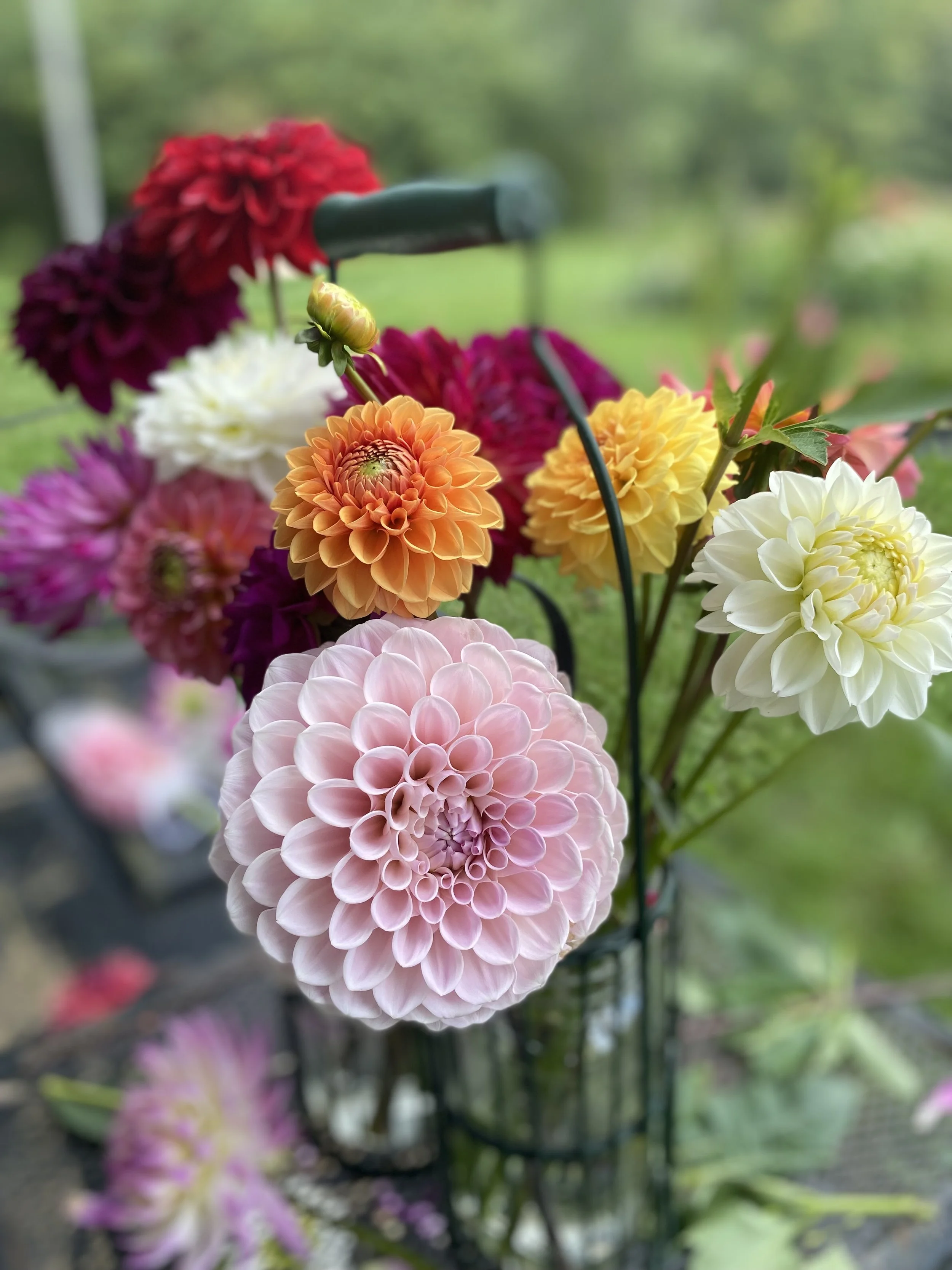 IMG_6714.jpeg (Copy)