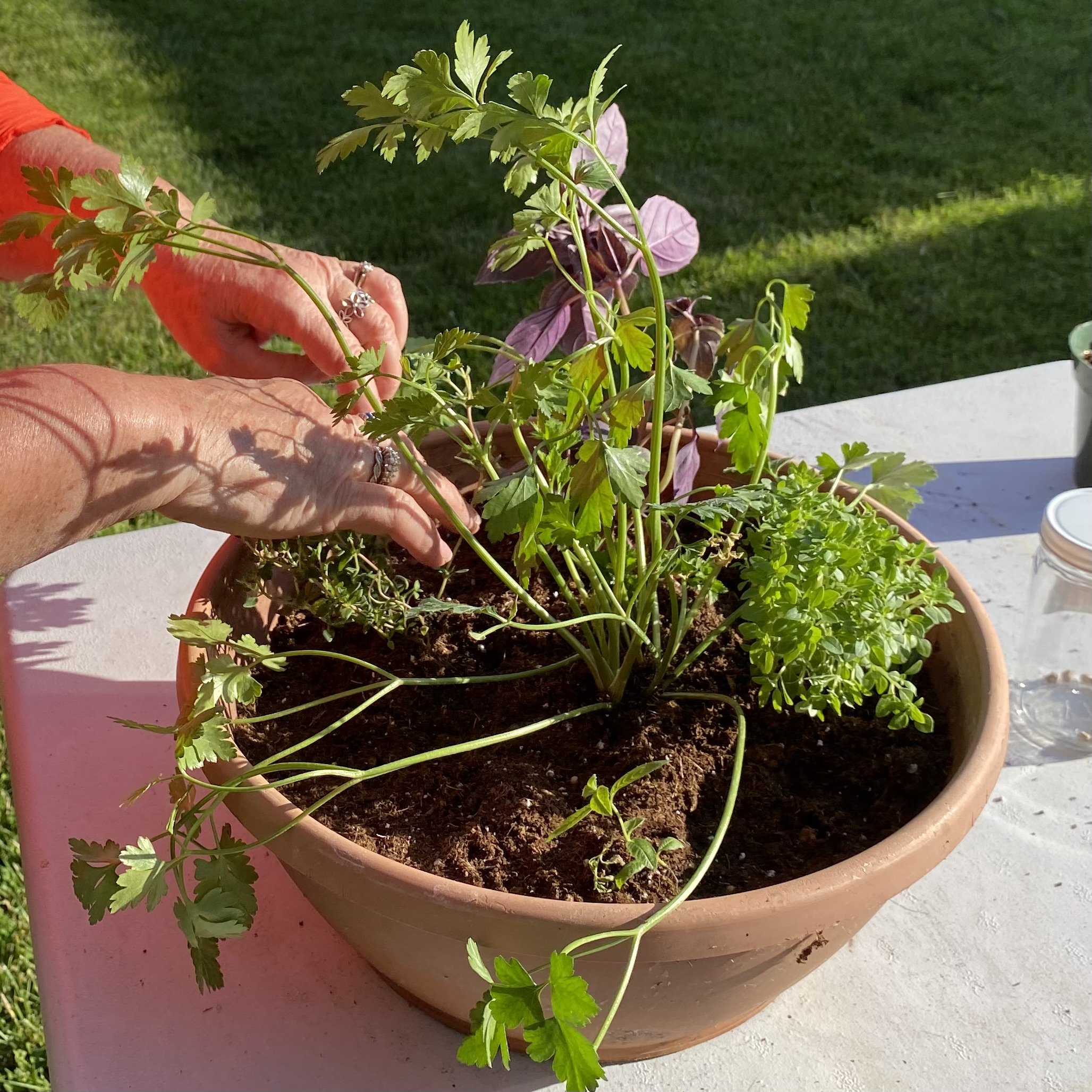 Person planting herbs in a large terracotta pot outdoors on a sunny day.