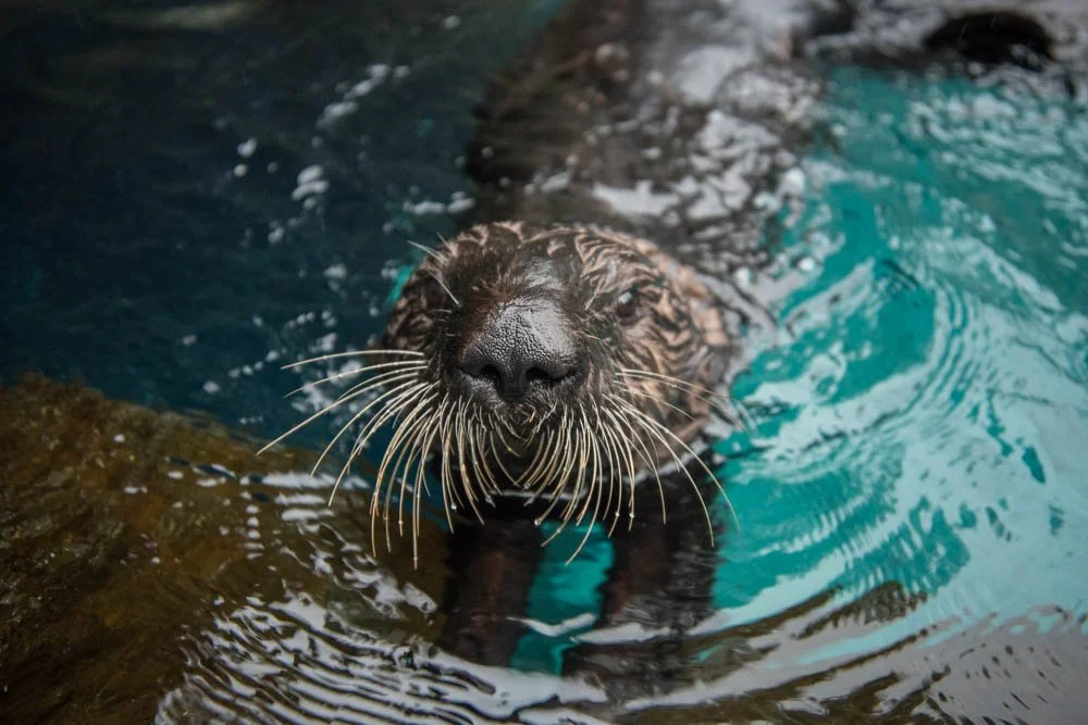 Raise a glass with the Oregon Zoo.&nbsp;