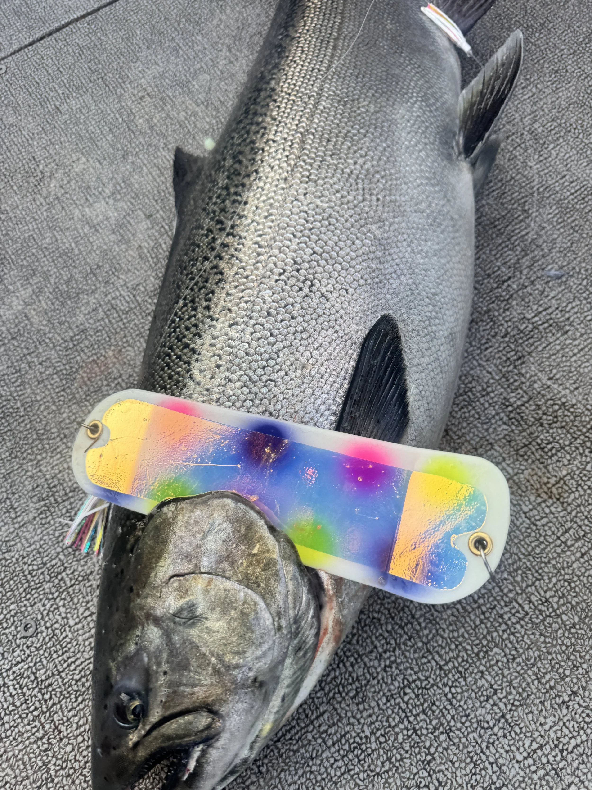 A large fish with a colorful, patterned fishing lure on its mouth, lying on a textured surface.