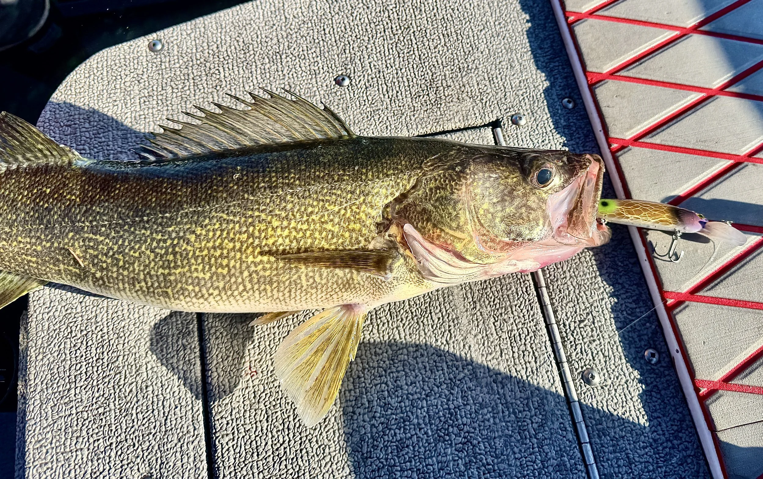 A freshly caught largemouth bass lying on a boat deck with a fishing lure still in its mouth.