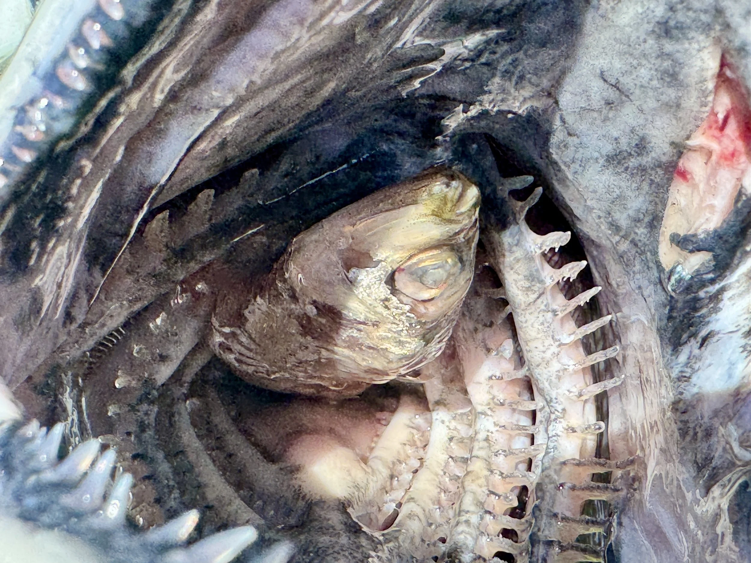 Close-up of a fish's gills and internal structures, revealing detailed bones, teeth, and tissue.