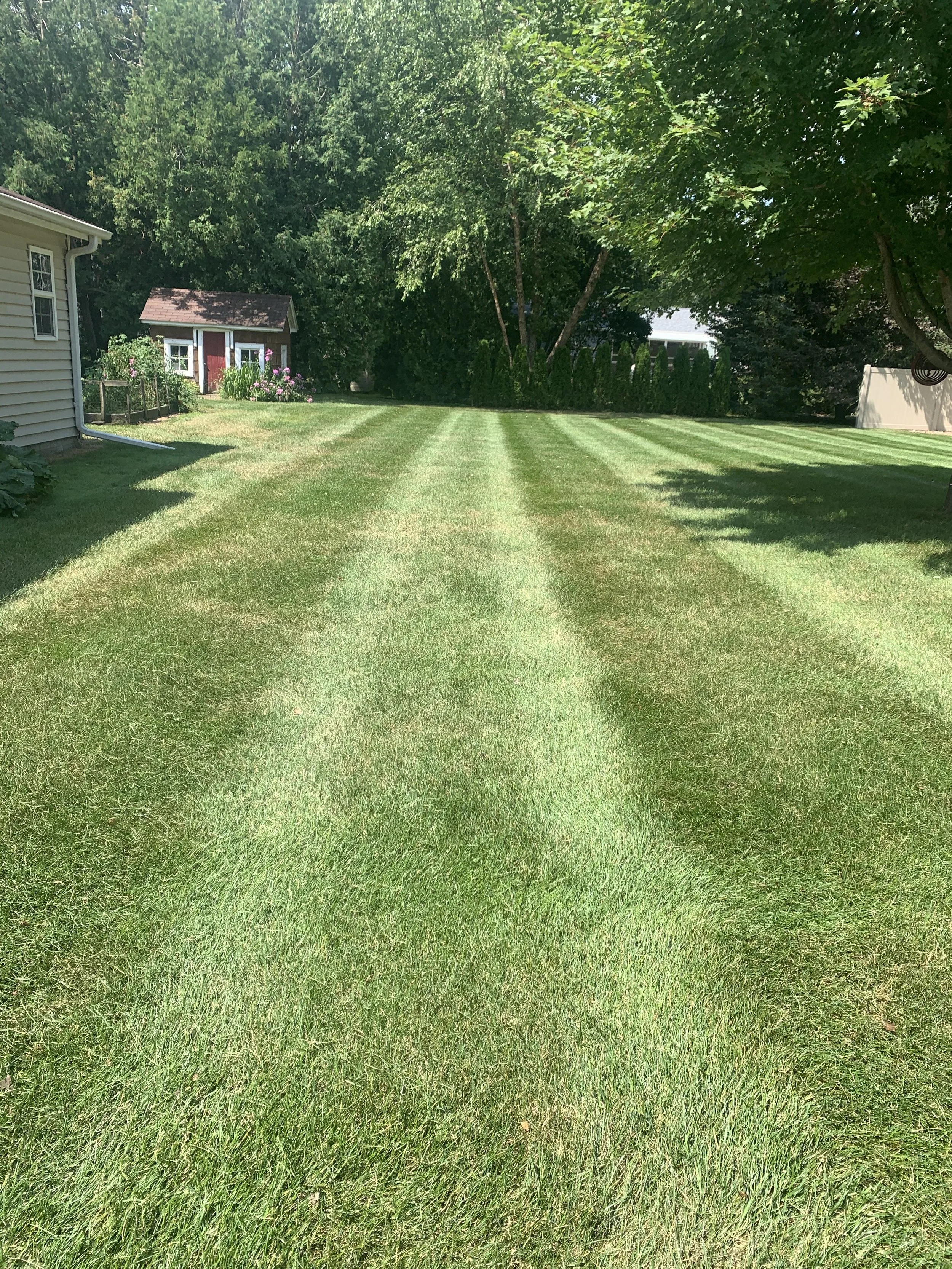 Well-maintained grassy backyard with visible mowing lines, trees, a small shed, and neighboring houses under a clear sky.