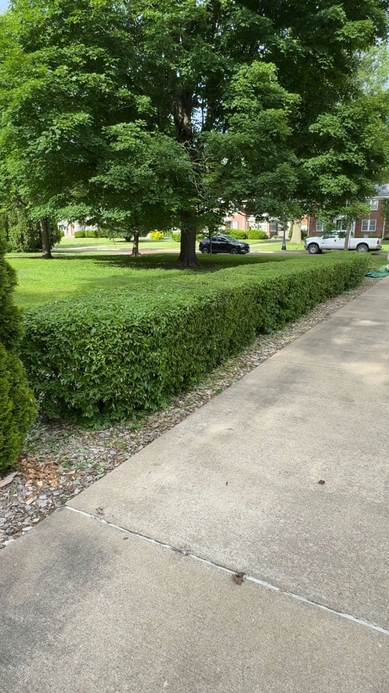 A tree-lined sidewalk with manicured hedges and a large leafy tree in a residential neighborhood, with cars parked on the street in the background.