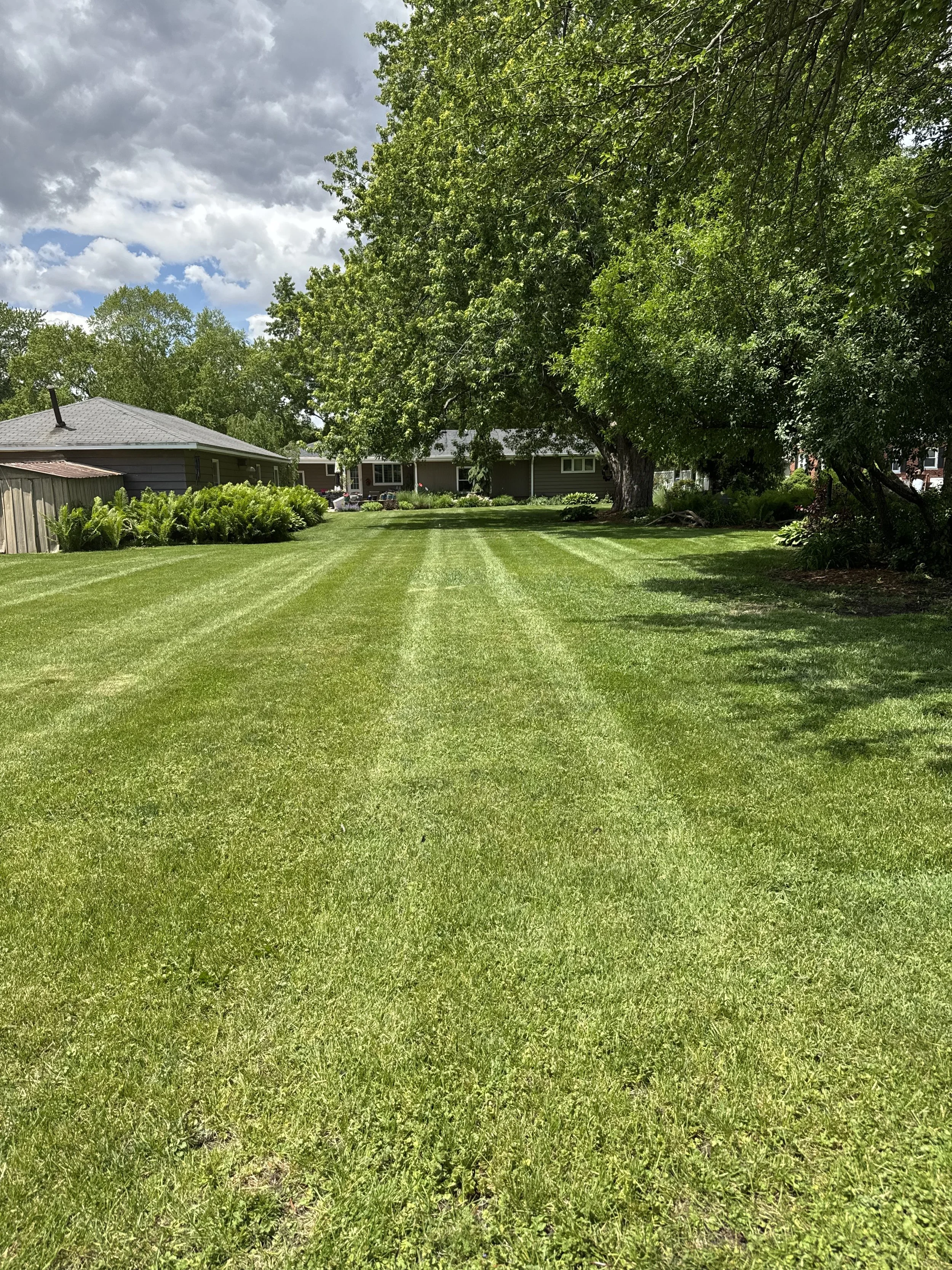 A well-maintained backyard lawn with striped grass, large trees providing shade, and houses visible in the background under partly cloudy skies.