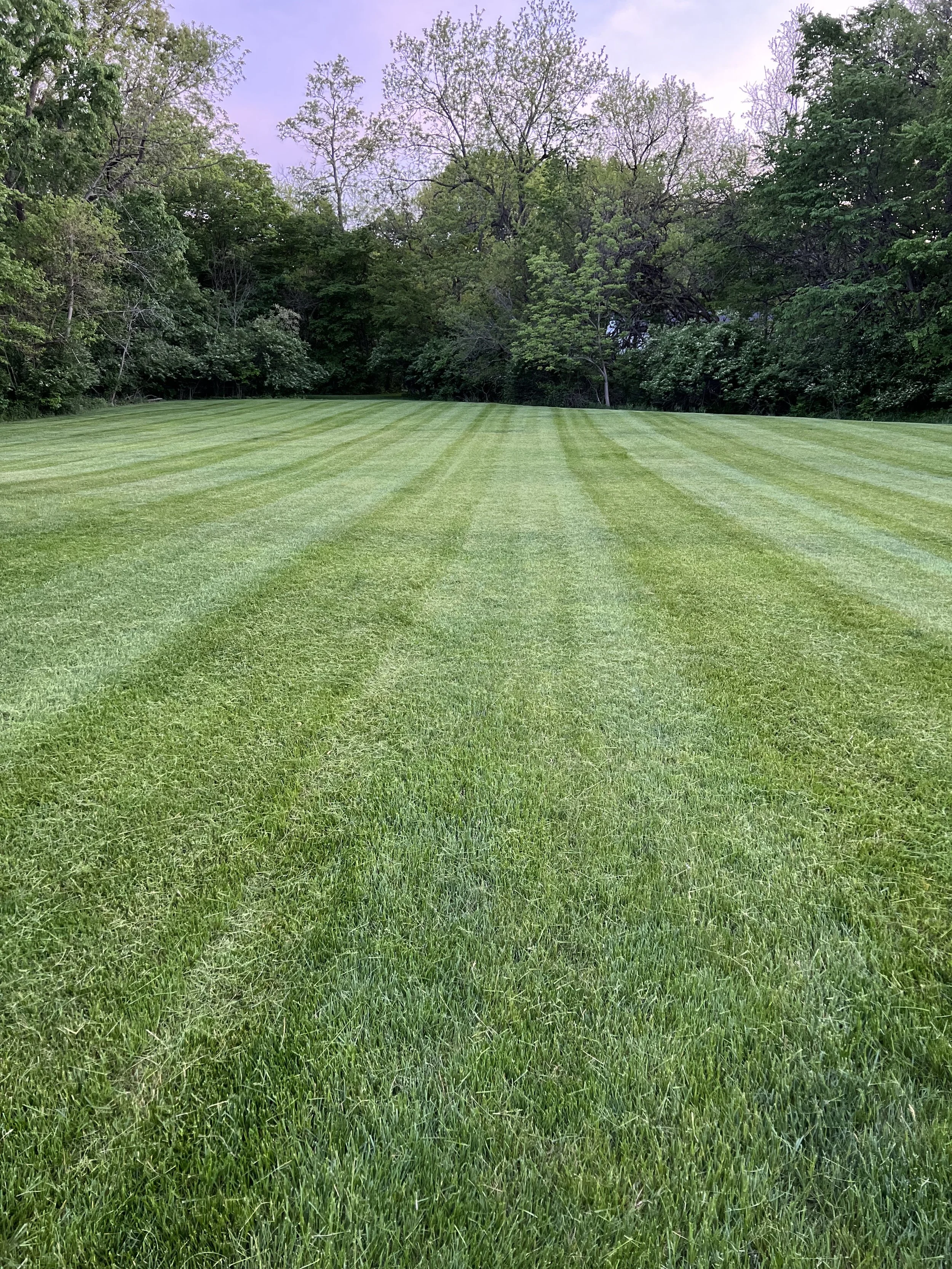 A well-maintained grassy field with visible mowing lines, surrounded by trees in the background under a clear sky.