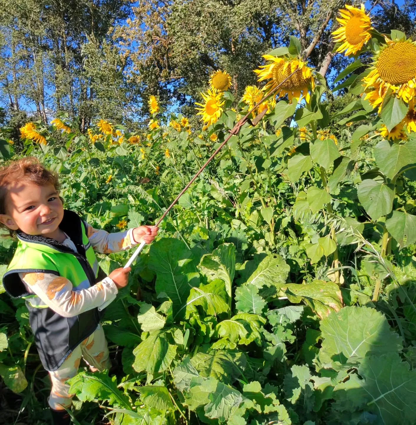 Got my little helper with me shifting the fence for the herds brunch tomorrow. 

Regenerative agriculture is a farming approach focused on restoring soil health, increasing biodiversity, and improving ecosystem resilience, while still producing food.