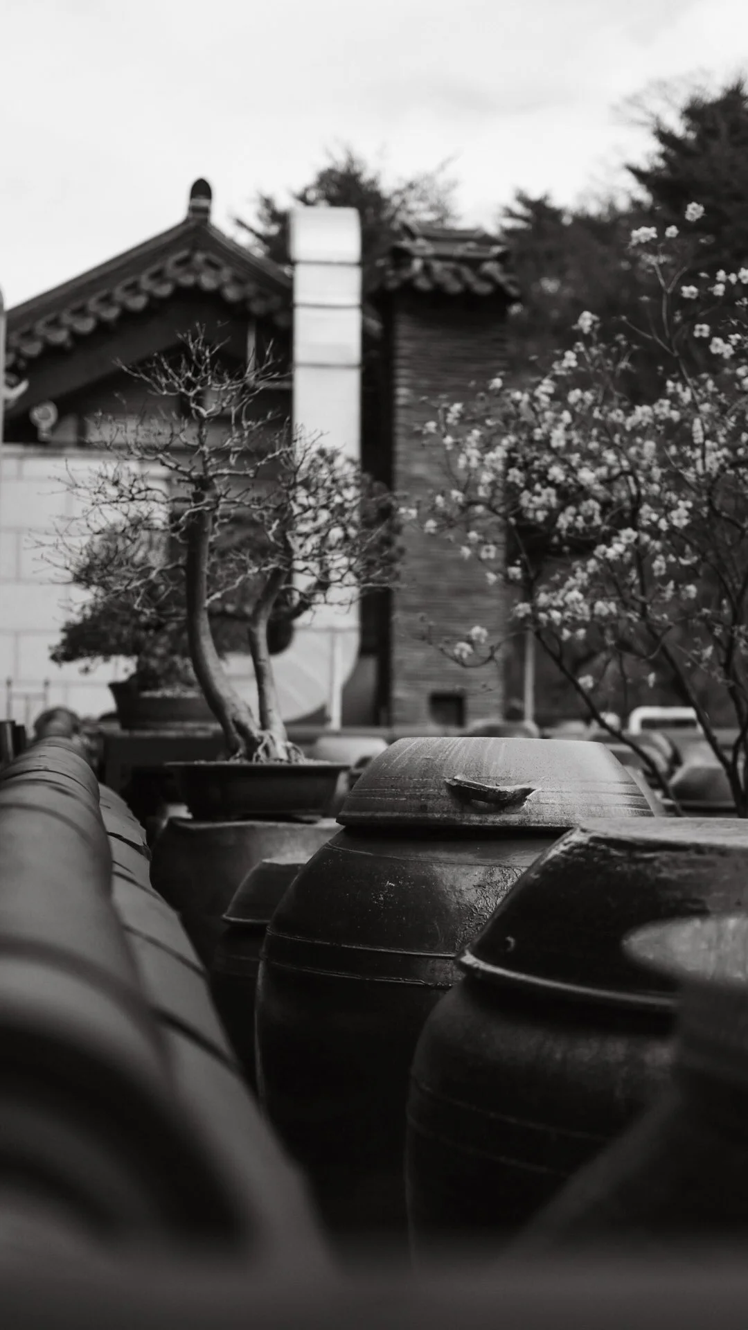Row of traditional ceramic roof tiles with potted trees and flowers in the background in black and white.