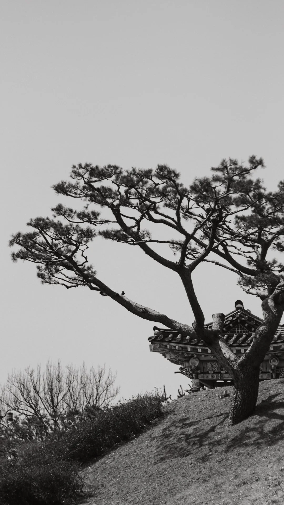 Black and white photograph of a traditional Japanese pagoda with a large, twisted pine tree in the foreground, perched on a hillside.