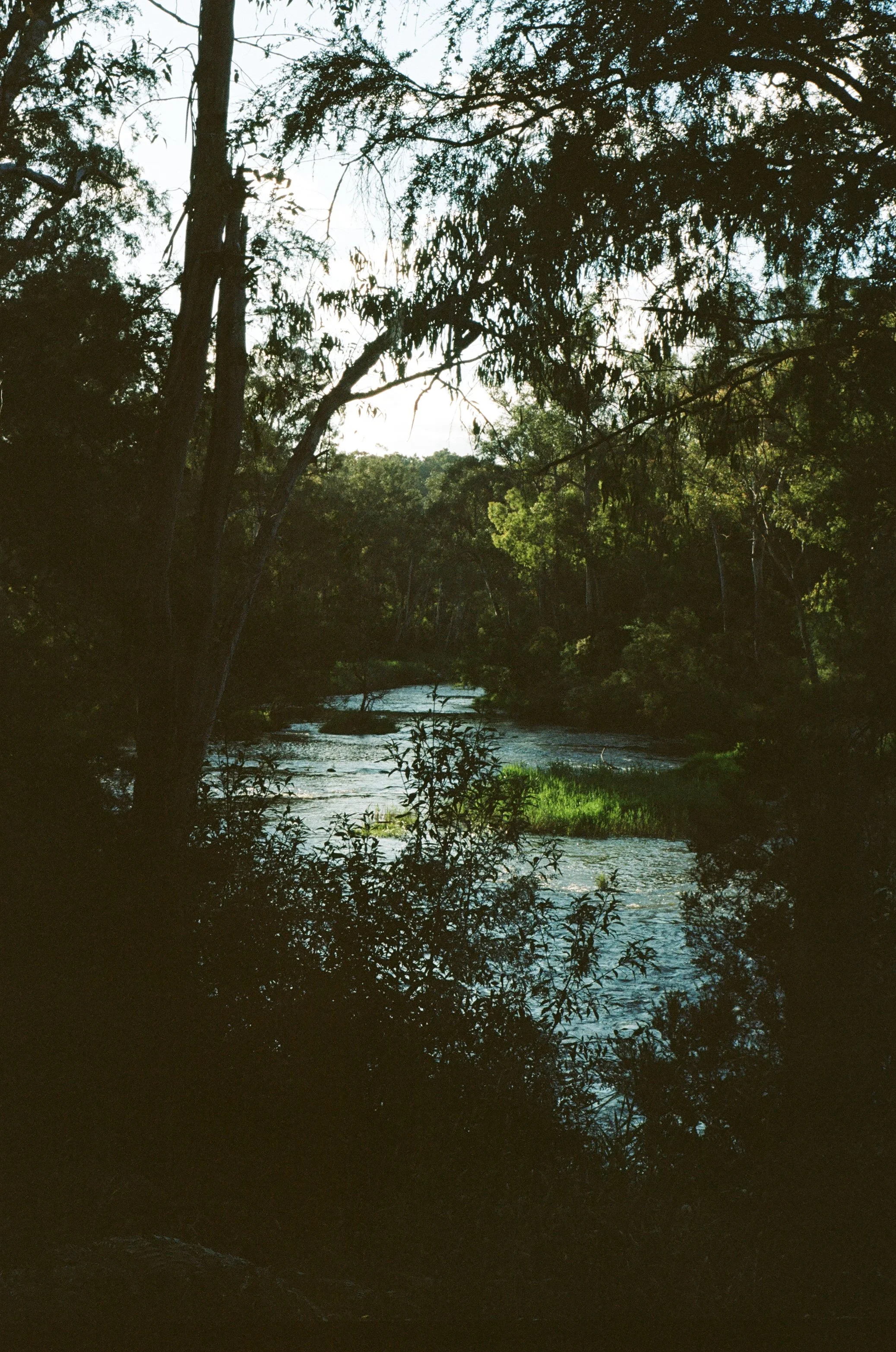 A river flowing through a forest with trees and bushes, sunlight shining through the leaves.