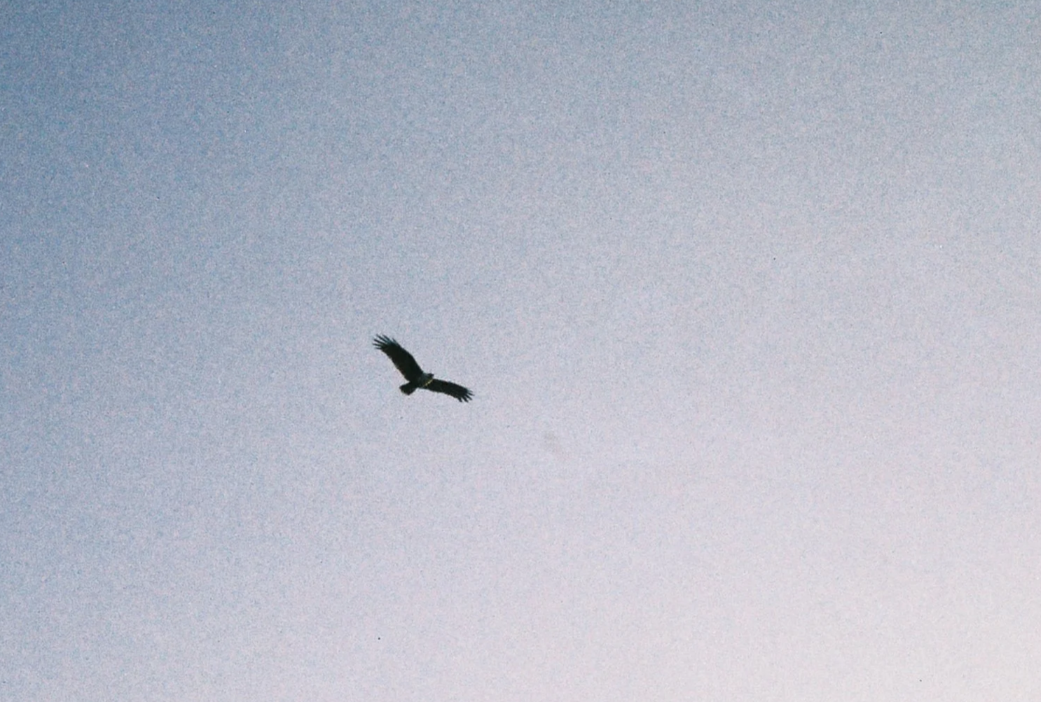 A bird soaring in a clear, blue sky.