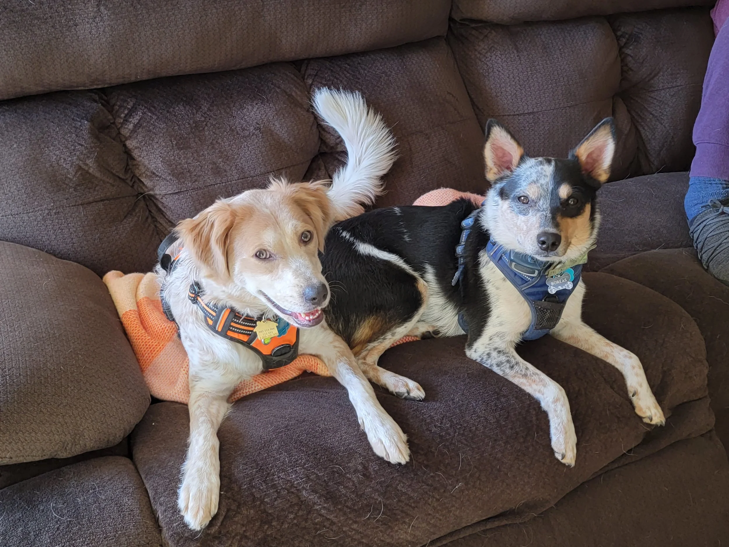 Zac's dogs sitting on a brown couch, one with a golden coat and wearing an orange harness, the other with a black and white coat and wearing a blue harness, looking at the camera.
