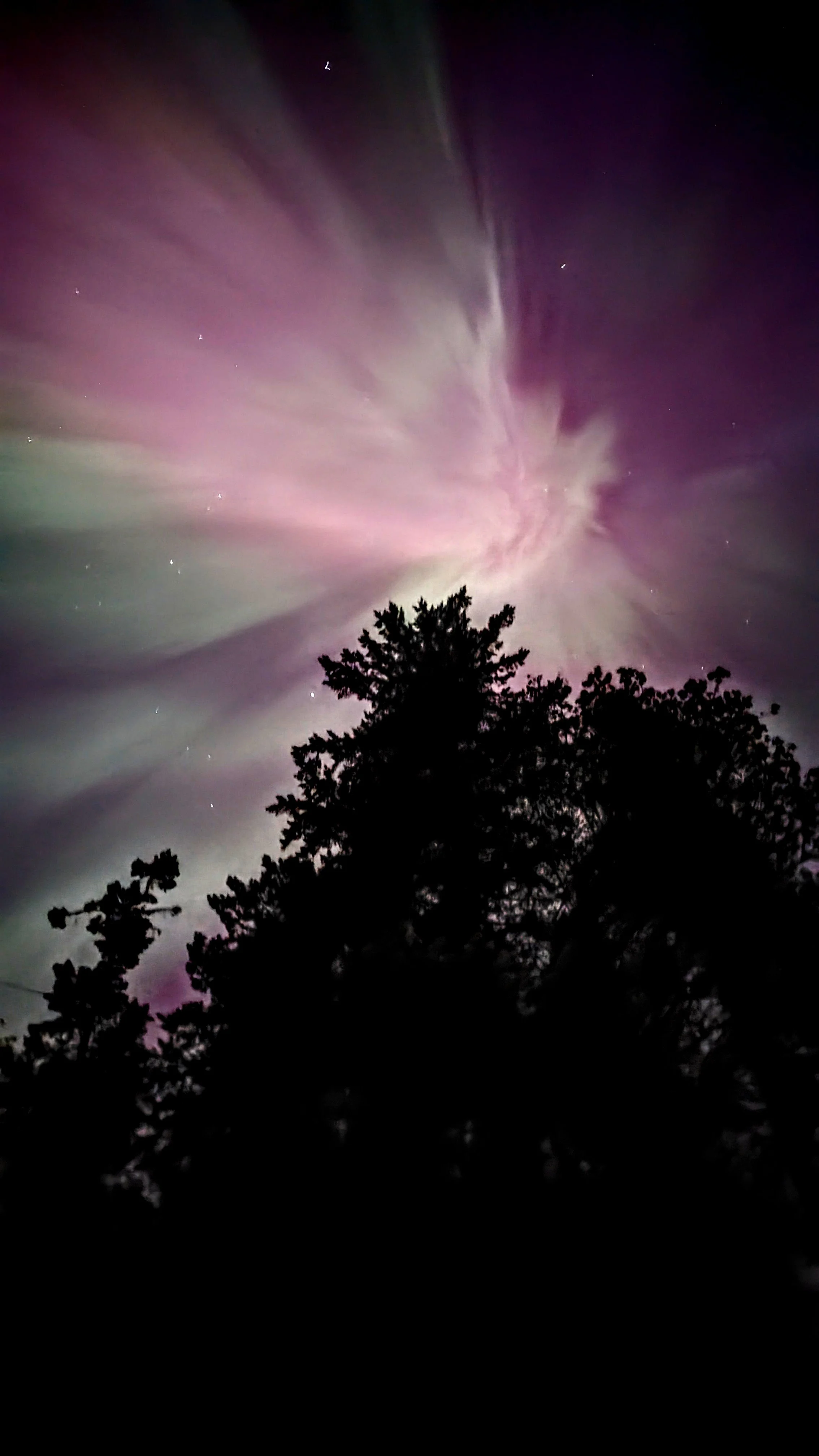 Night sky with colorful aurora borealis above silhouetted trees.