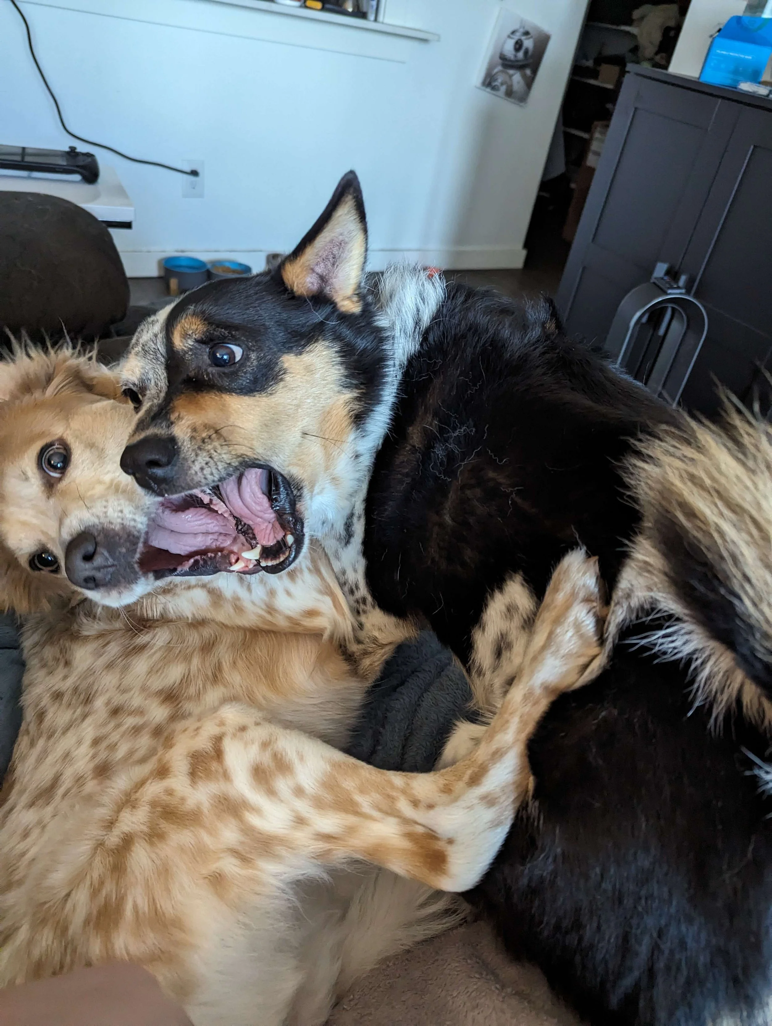Zac's dogs playfully wrestling indoors. One is an Blue Heeler and Pomeranian mix, and the other is a light-colored Aussie/Beagle.