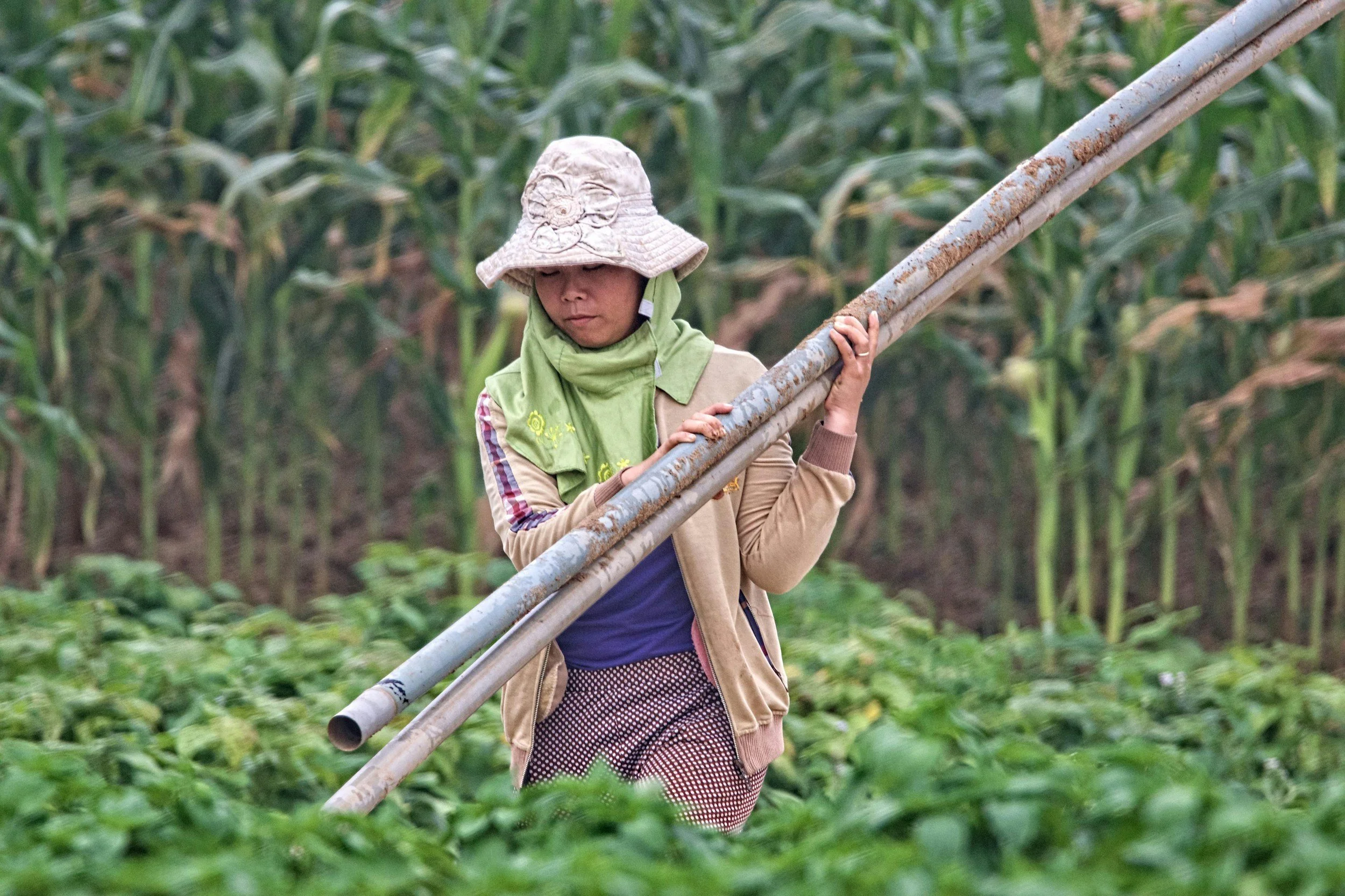 A woman working in a green leafy farm or garden, carrying a metal pole, wearing a wide-brimmed hat, green scarf, beige jacket, and patterned pants.