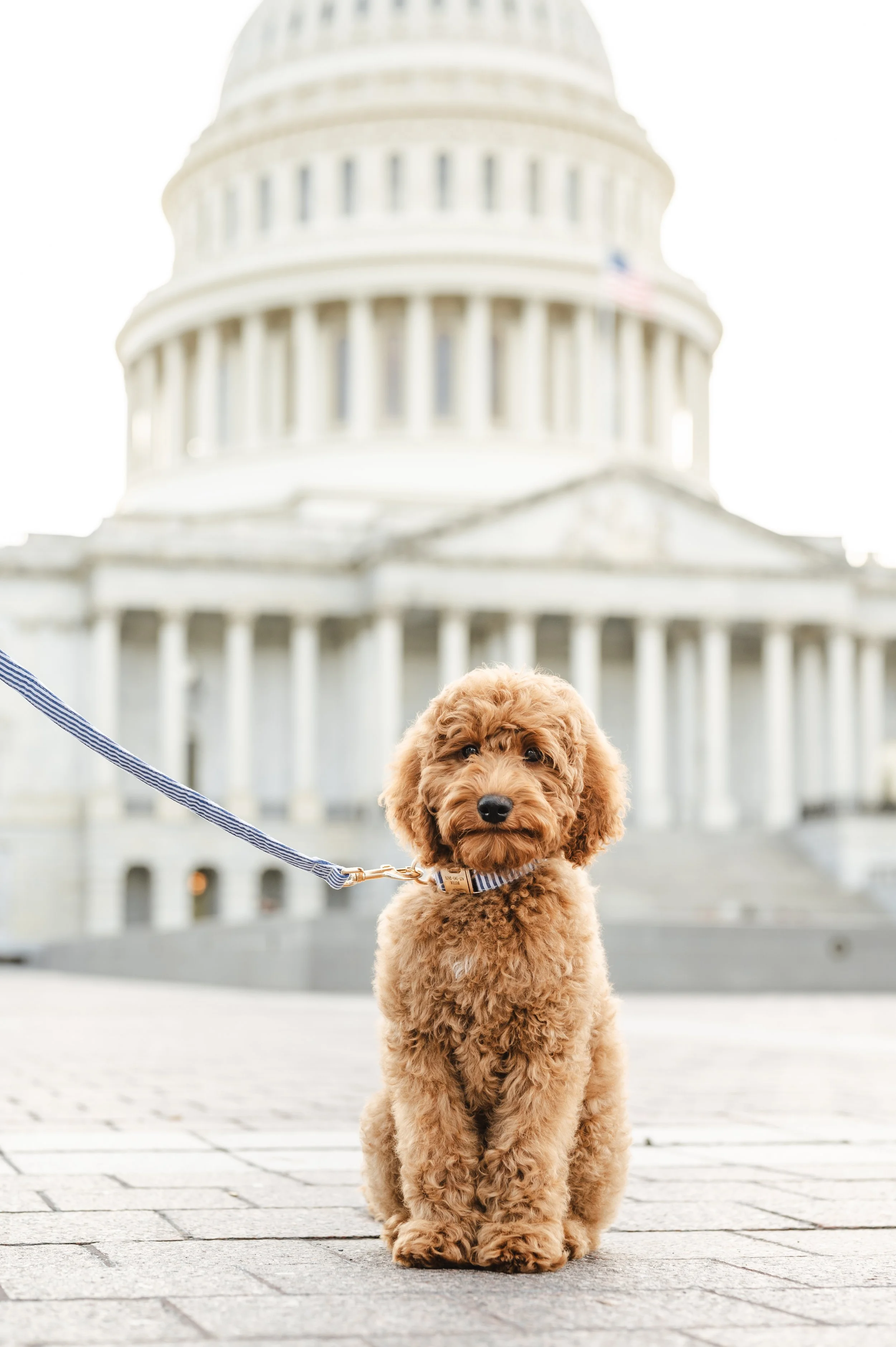 Family photography at the capitol building in Washington, DC