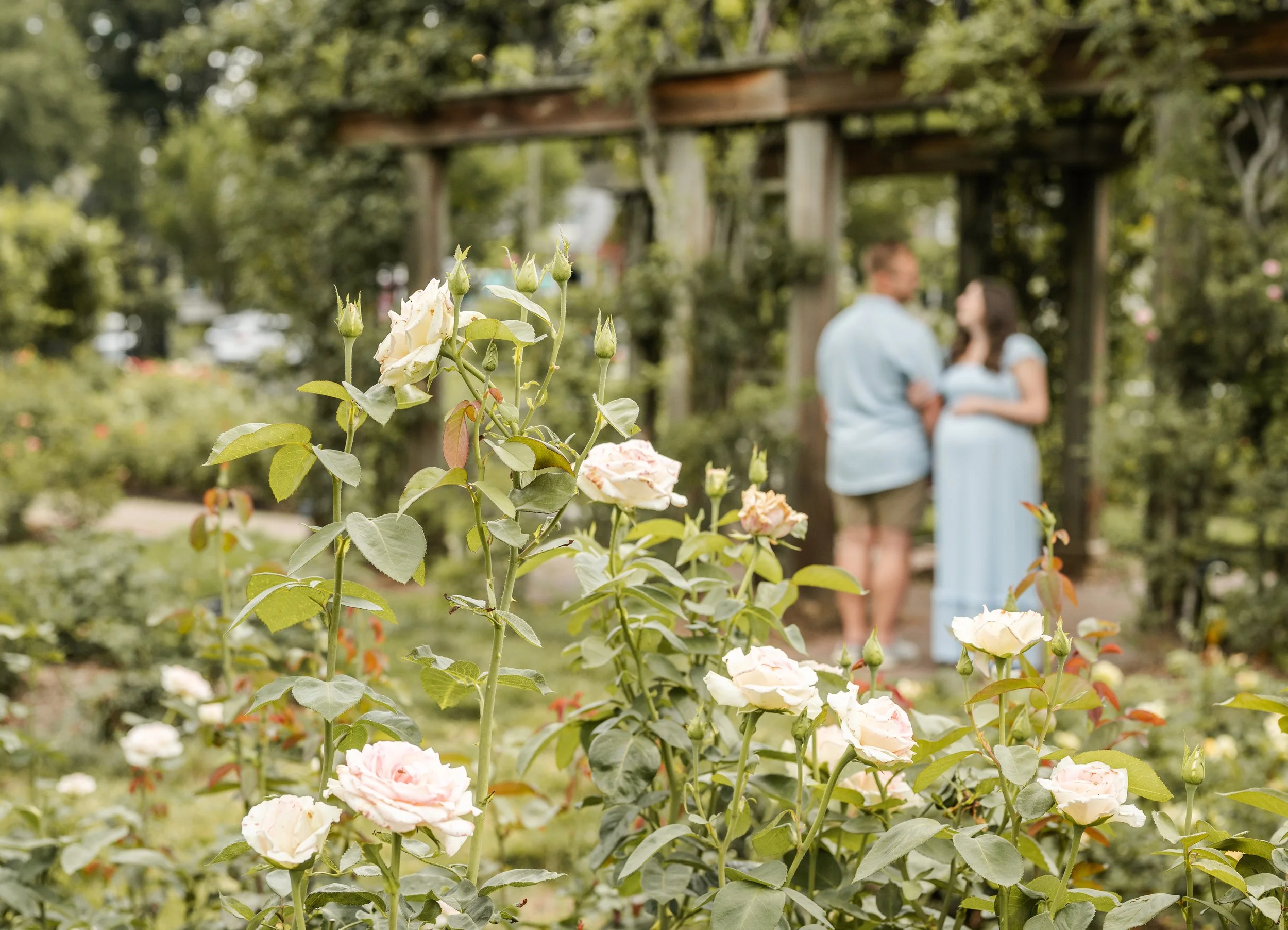 Close-up of rose bushes with white and pink roses in front of a garden archway, with a couple blurred in the background bon air rose garden arlington virginia NOVA
