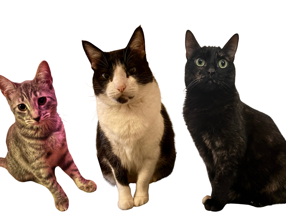 A photo of Lauren's three cats: Penelope, or Penny is a tan and brown stripped cat. Hazel is a fluffy black and white cat. Luna is a tortie,