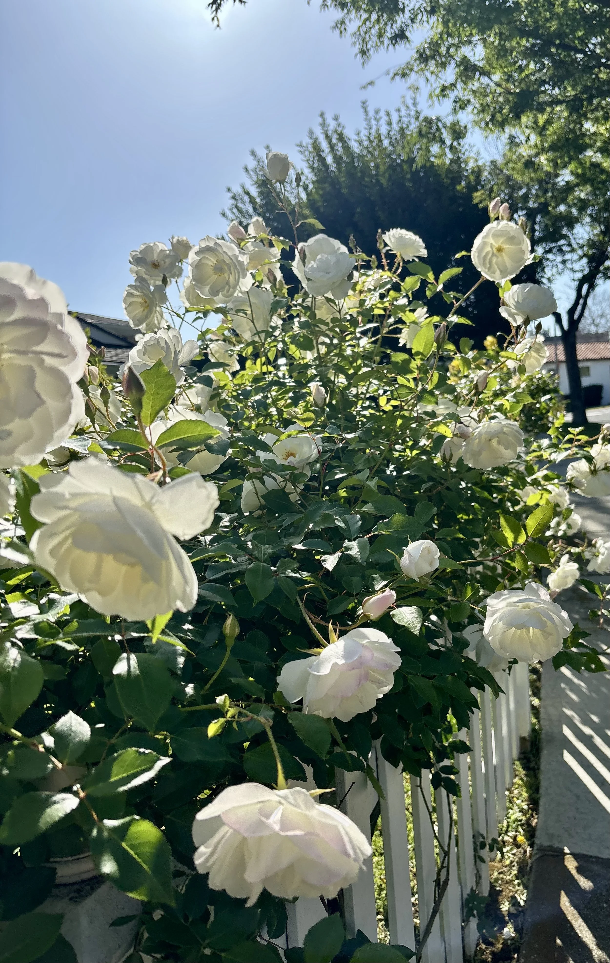 A photo of an overflowing bush of white roses, reaching up towards the sun.