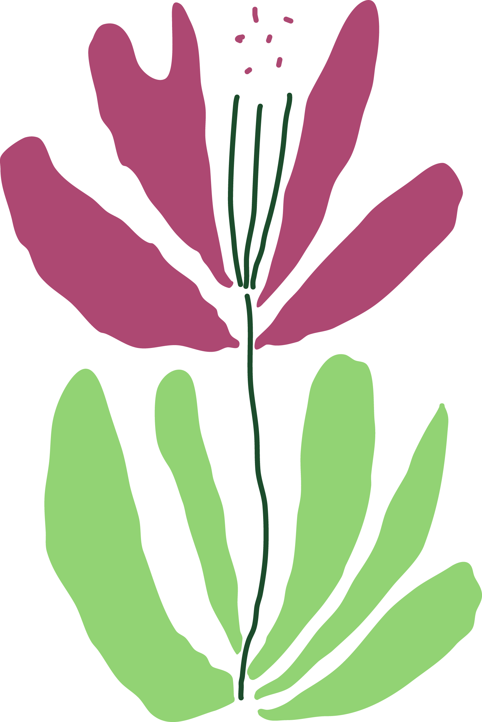 An illustration of a maroon flower with green leaves and a dark green stem