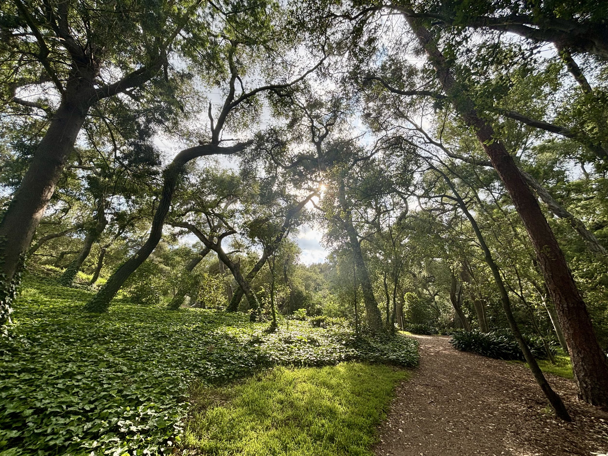 A photo of a sunny grove of trees, with ivy growing on the ground and up the trees.