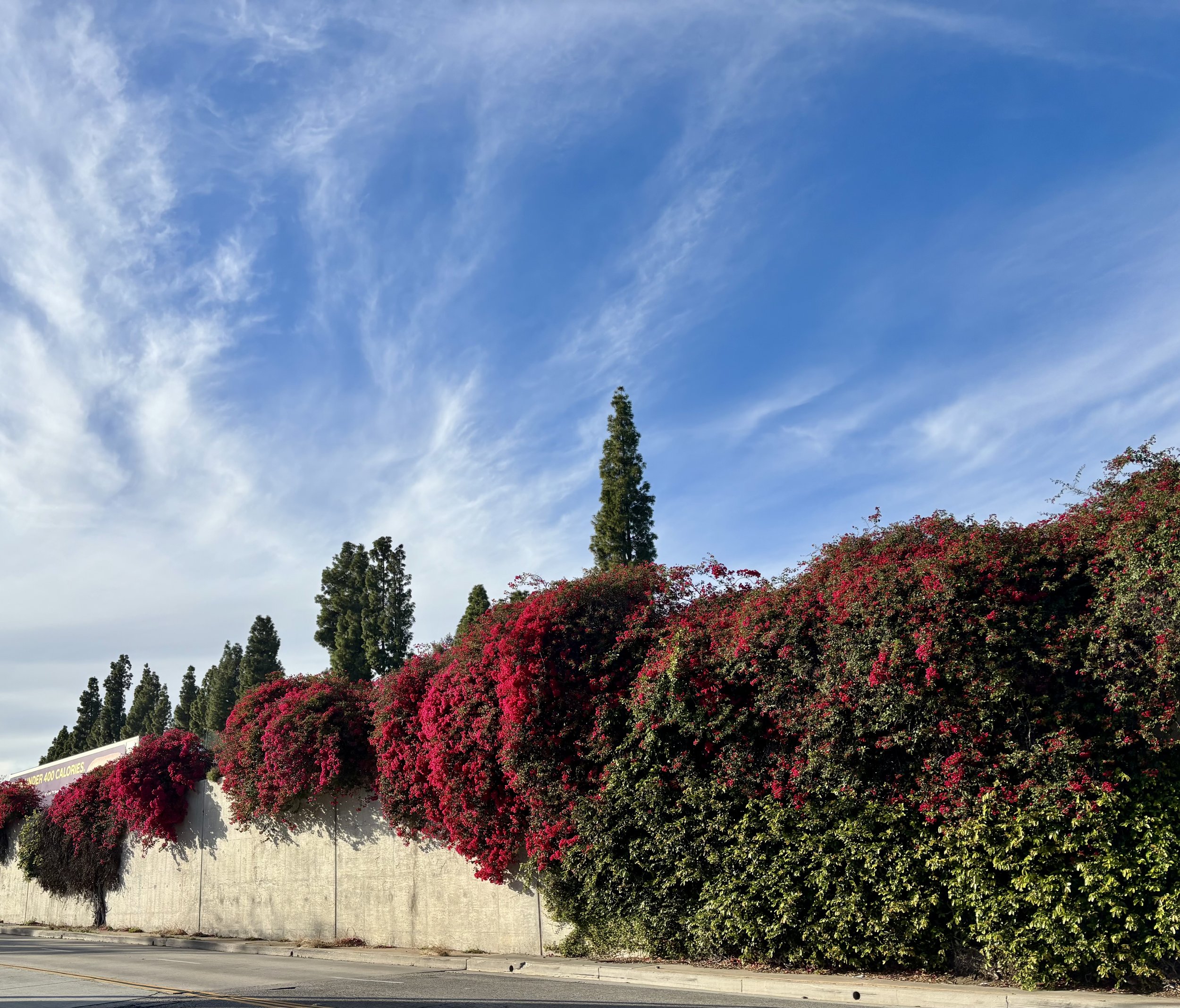 A photo of a wall covered in a big green plant and many bright red flowers. The sky is blue with wisps of white clouds.