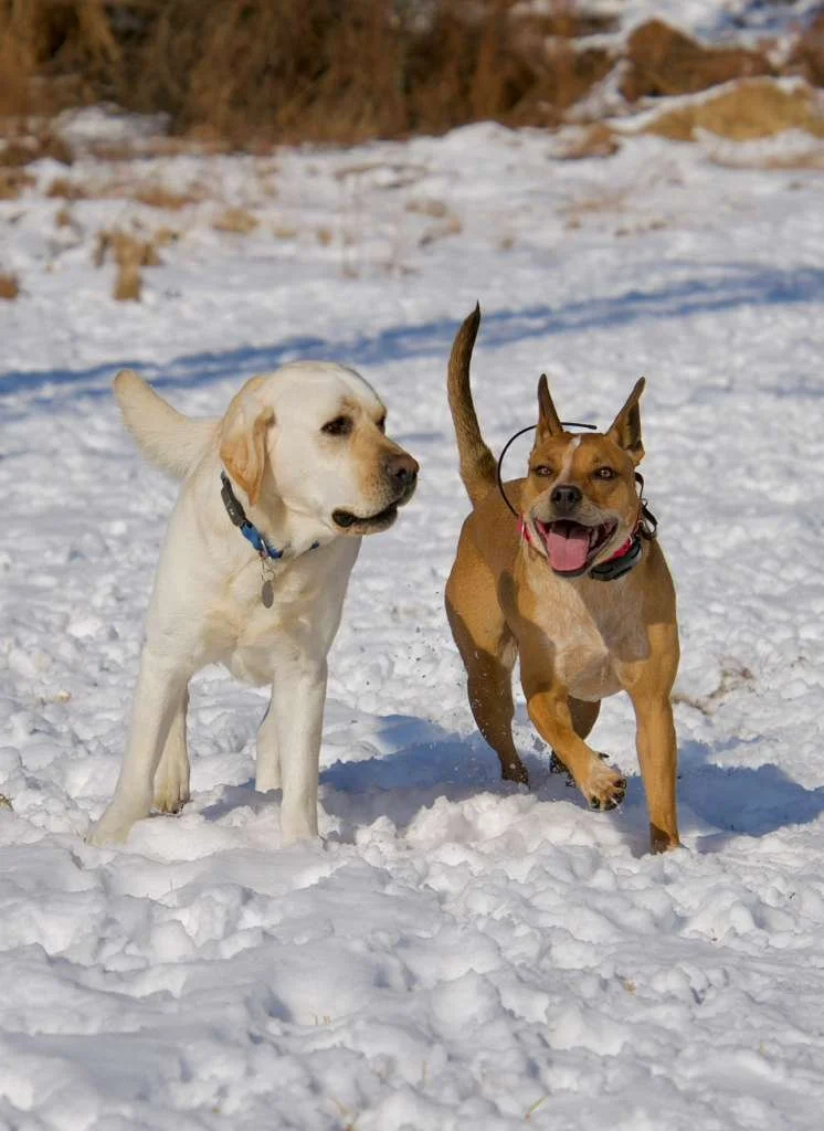 Two dogs playing in the snow, one yellow Labrador and one brown mixed breed, outdoors with snowy ground and trees in the background.
