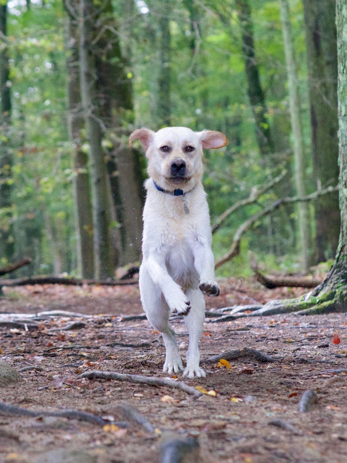 A dog running towards the camera on a dirt trail in a green forest.