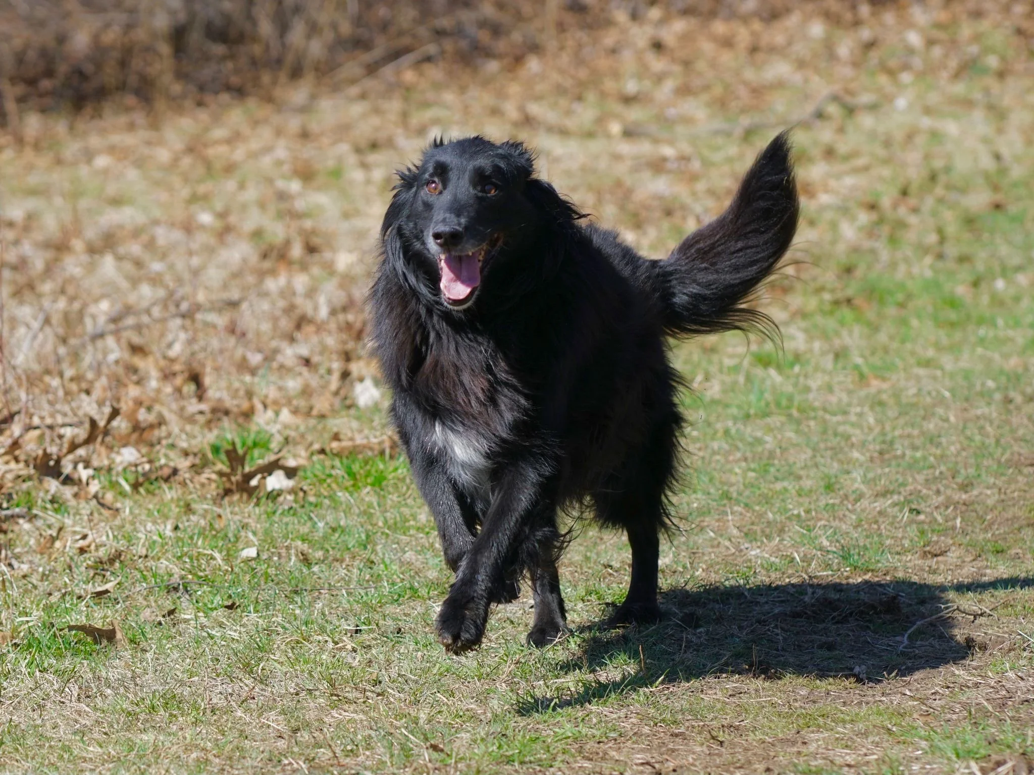 A black dog running on grass outdoors with its tongue out and tail up.