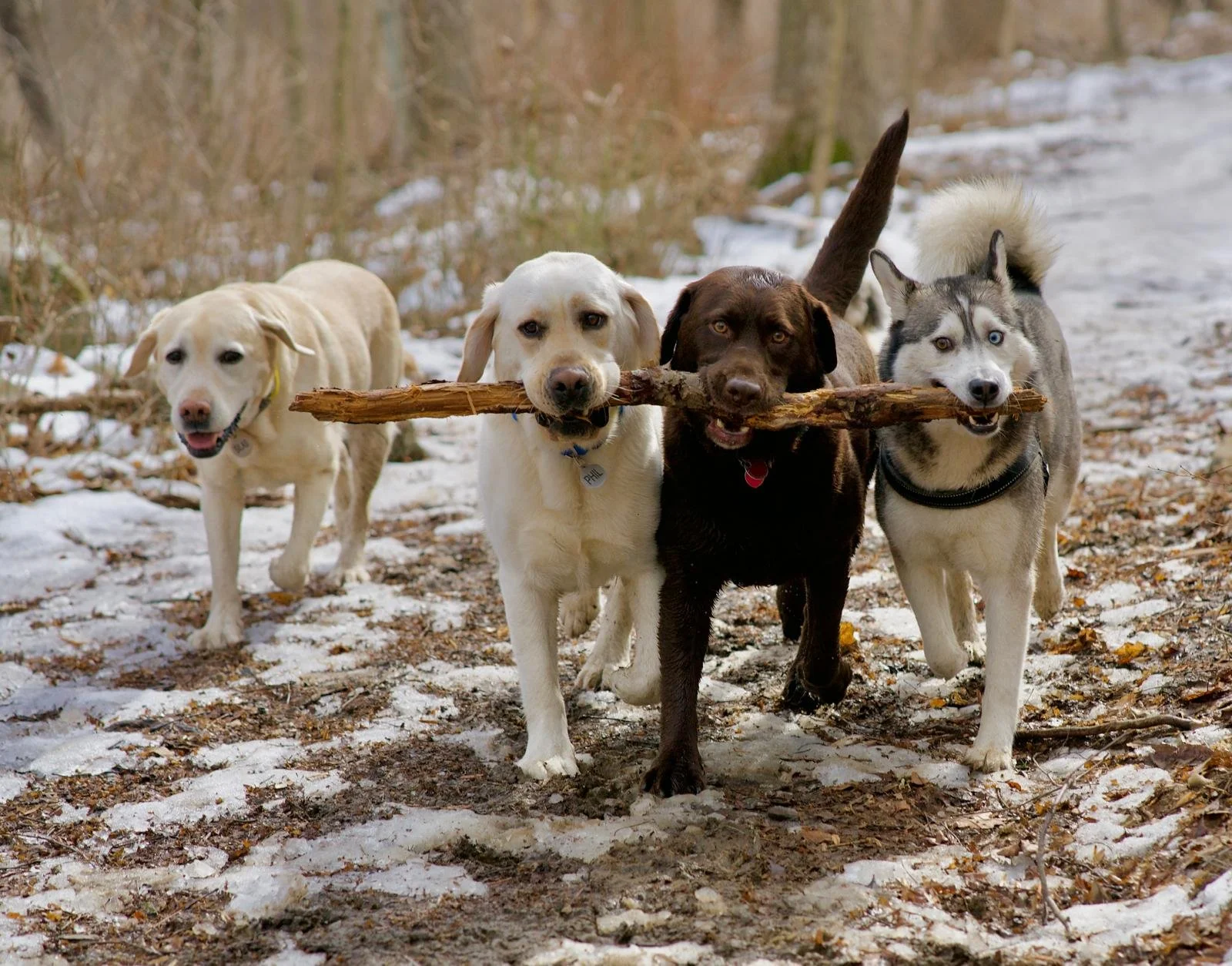 Four dogs, including a Labrador, a retriever, a husky, and a chocolate lab, running through a snowy forest with a large stick in their mouths.