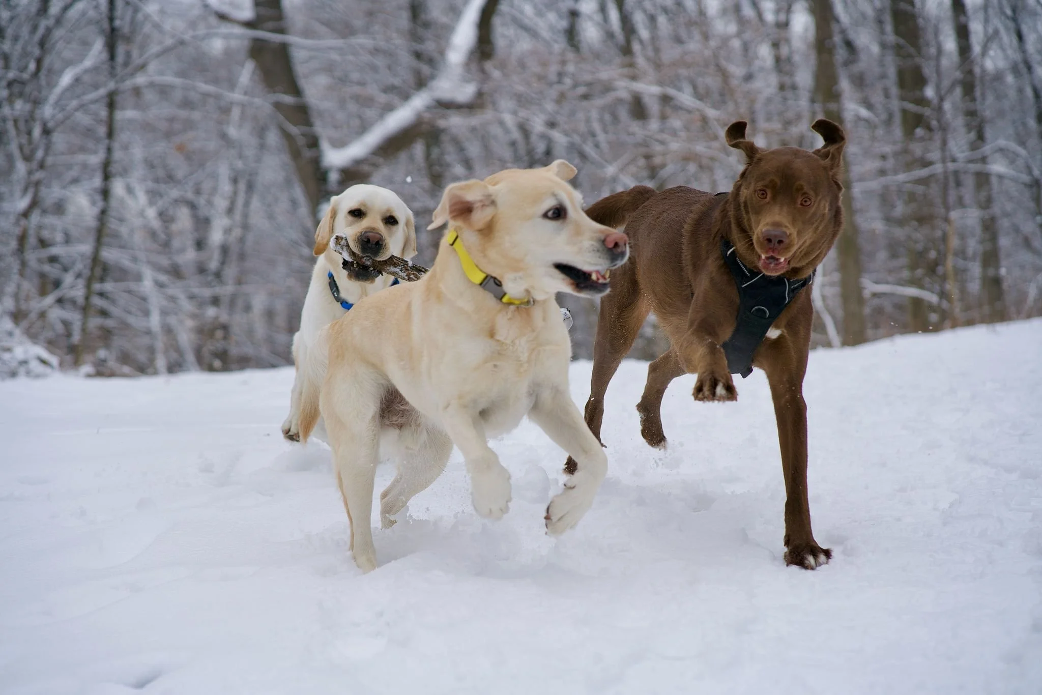 Three dogs playing in the snow in a wooded area during winter.