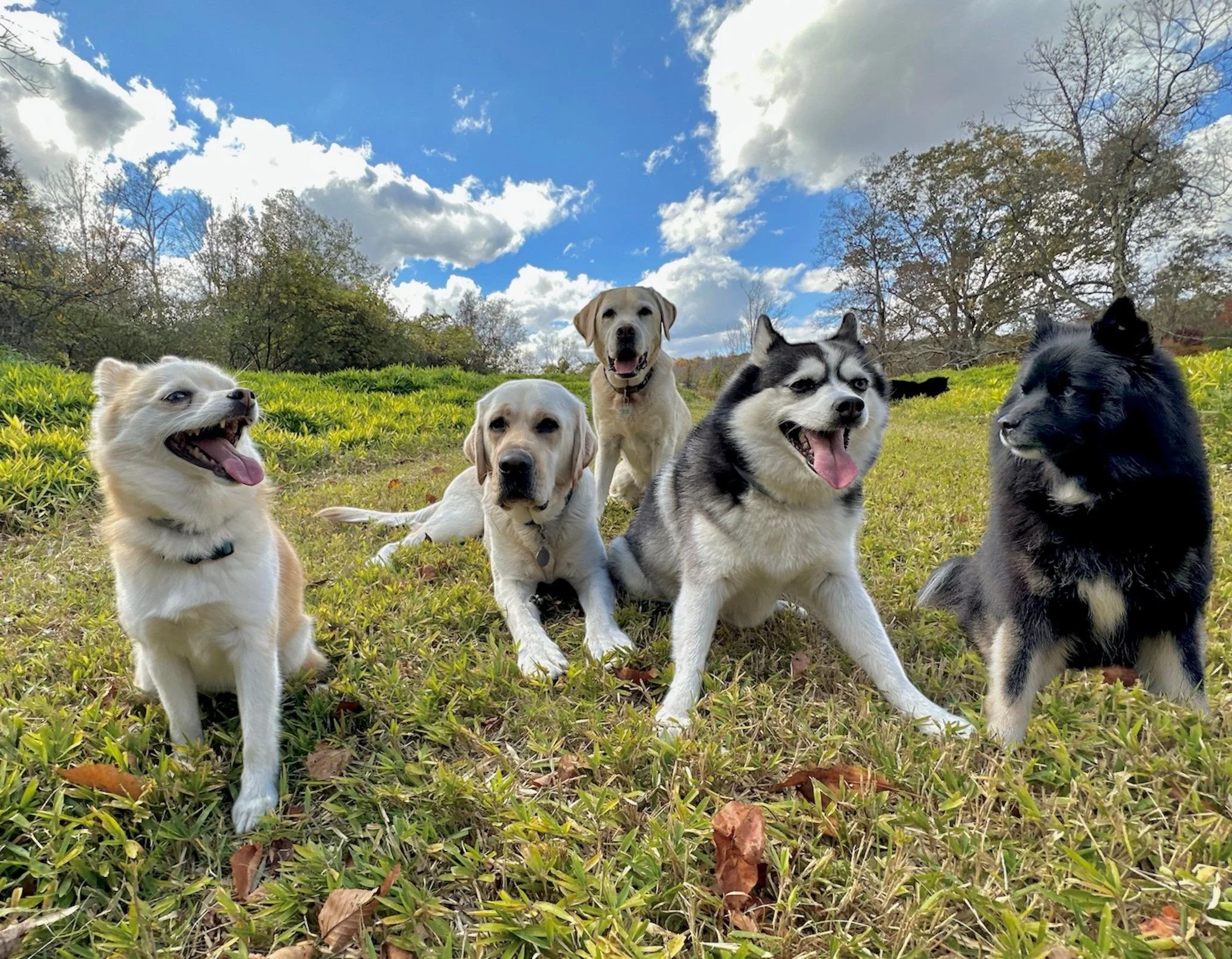Five dogs, including a Siberian Husky, a Labrador Retriever, a German Shepherd mix, a golden retriever, and an Australian Shepherd, sitting and lying on grass in a park on a sunny day with clouds in the sky.