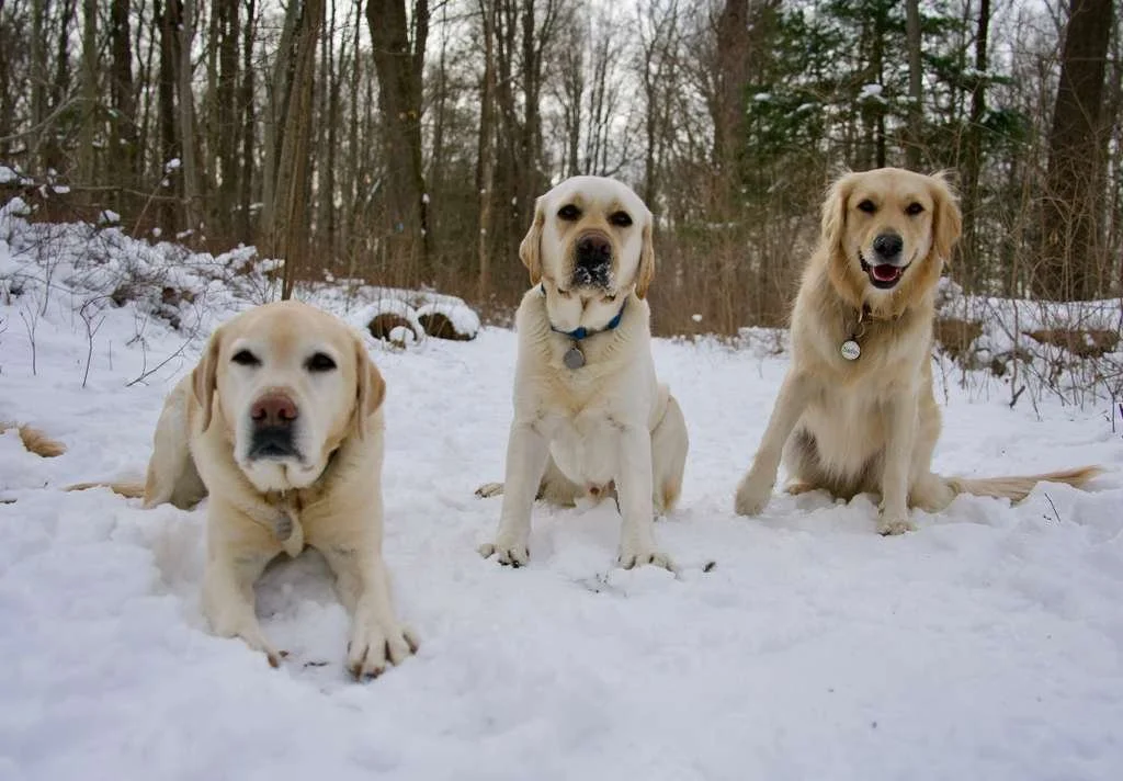 Three Labrador Retrievers sitting in snow in a wooded area.