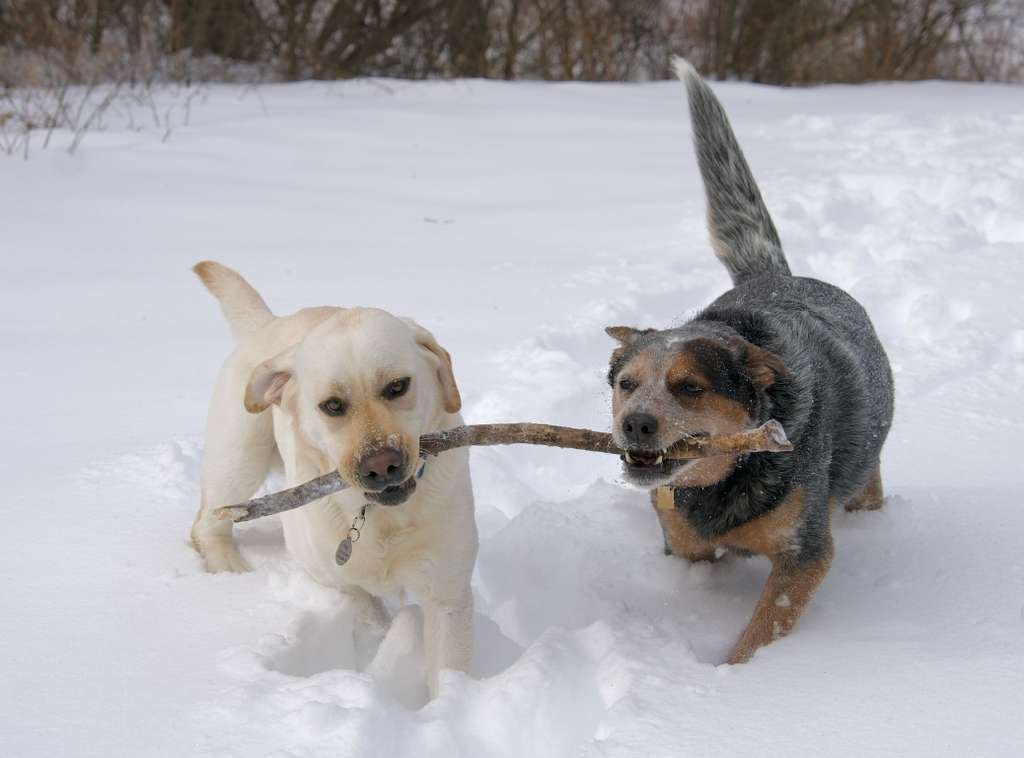 Two dogs playing in the snow, each holding a large stick in their mouths.