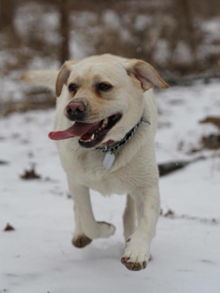 A happy yellow Labrador retriever running on snow in a forested area with blurred trees in the background.