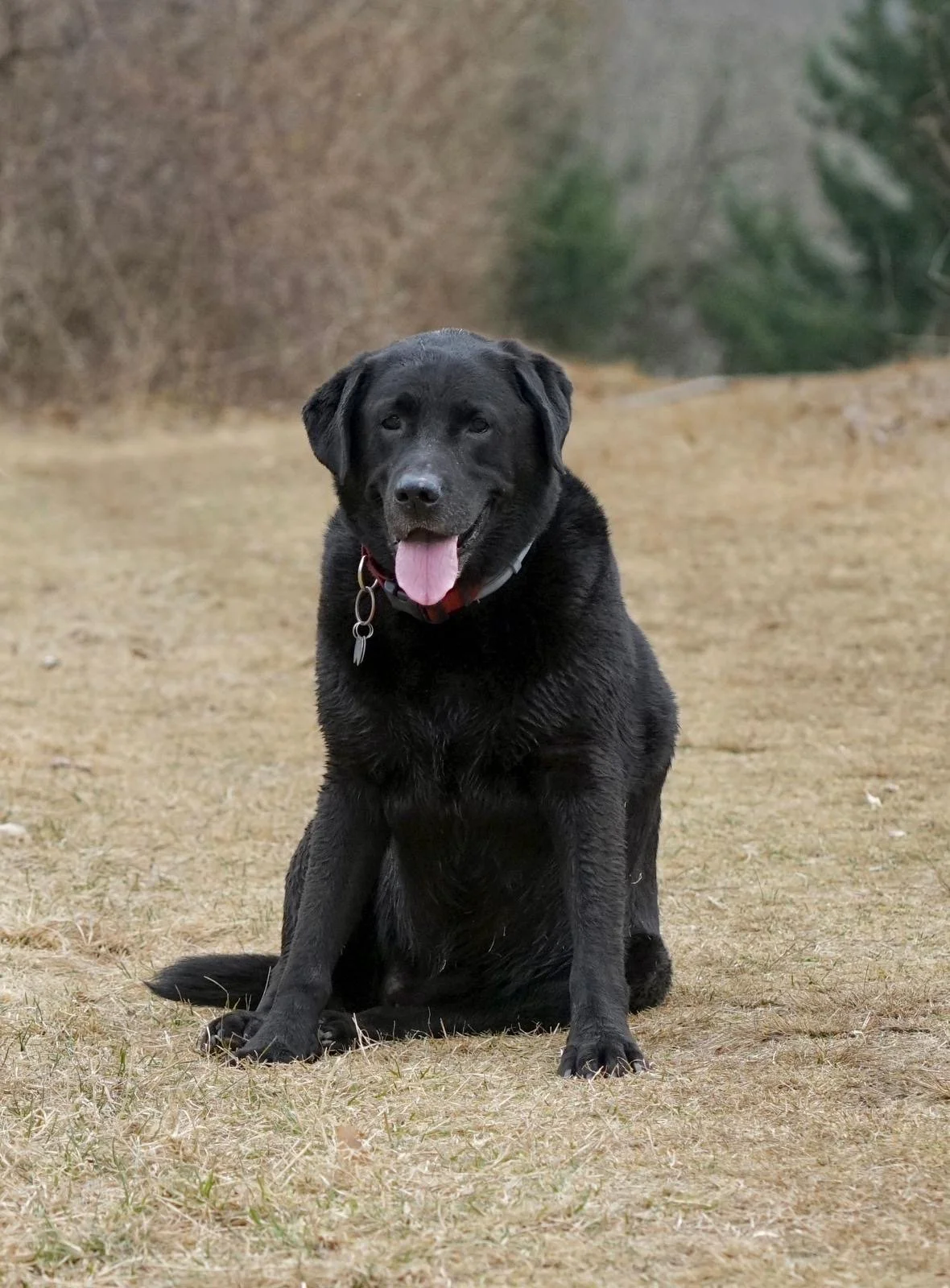 A black Labrador retriever dog sitting on a grassy field with trees in the background, tongue out and looking at the camera.