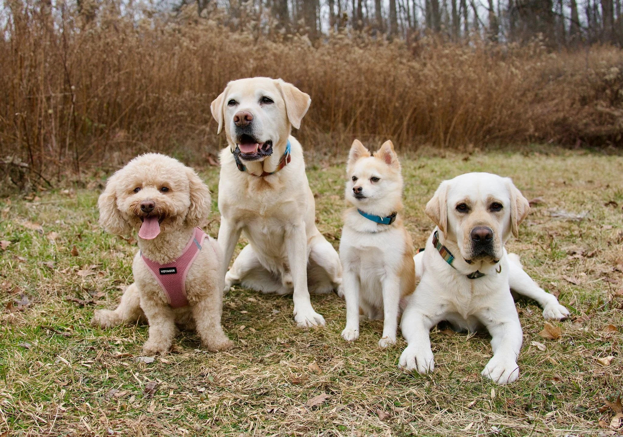 Five dogs of different breeds sitting on grass in a park with trees and shrubs in the background.