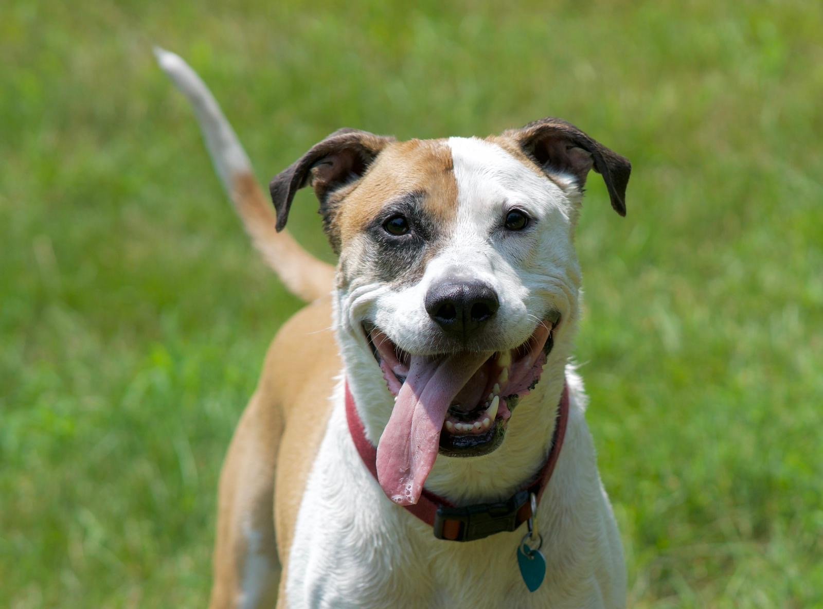 A playful tan and white dog with a black eye patch, panting with its tongue out, standing on grass.