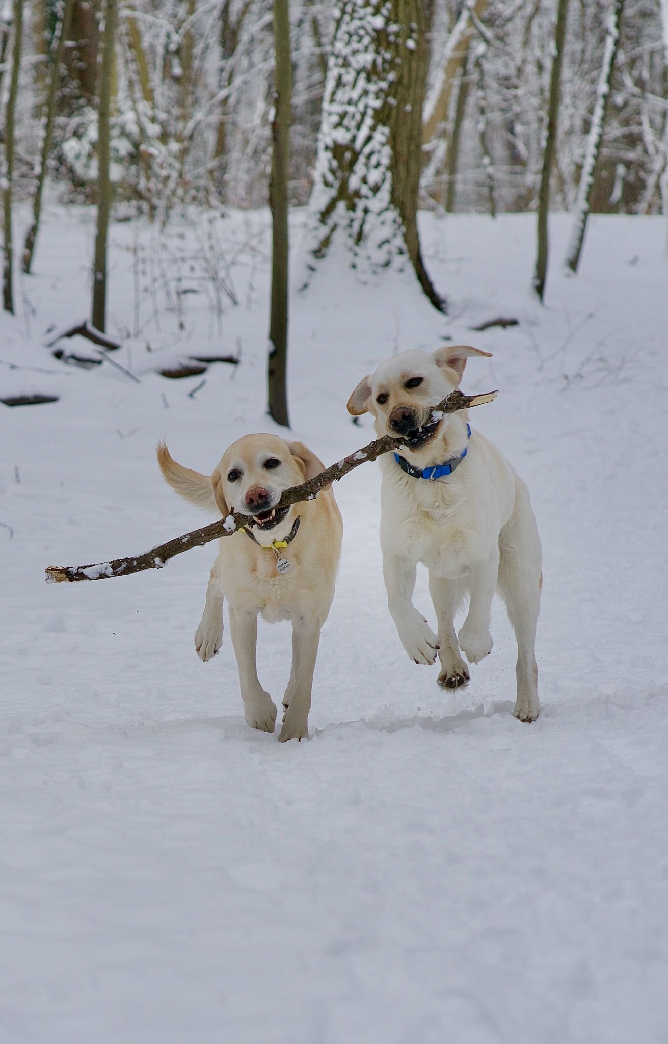Two dogs running through a snowy forest with a stick in their mouths, one dog carrying the other on a snowy trail.