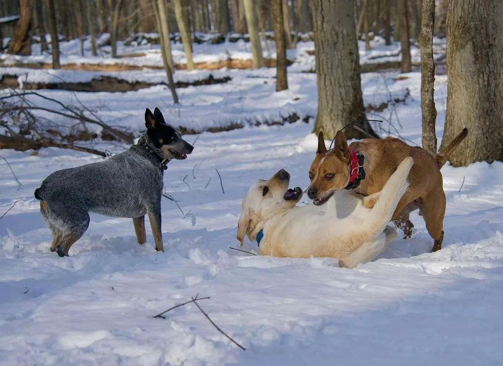 Three dogs playing in the snow in a wooded area with trees in the background. Two dogs are standing, one lying on its back, engaging in playful interaction.