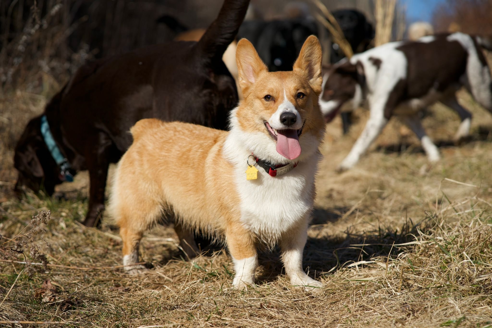 A happy Corgi dog standing on dry grass with a pink tongue out, wearing a red collar with a yellow tag, in front of a black dog with a blue collar and a black and white dog in the background.