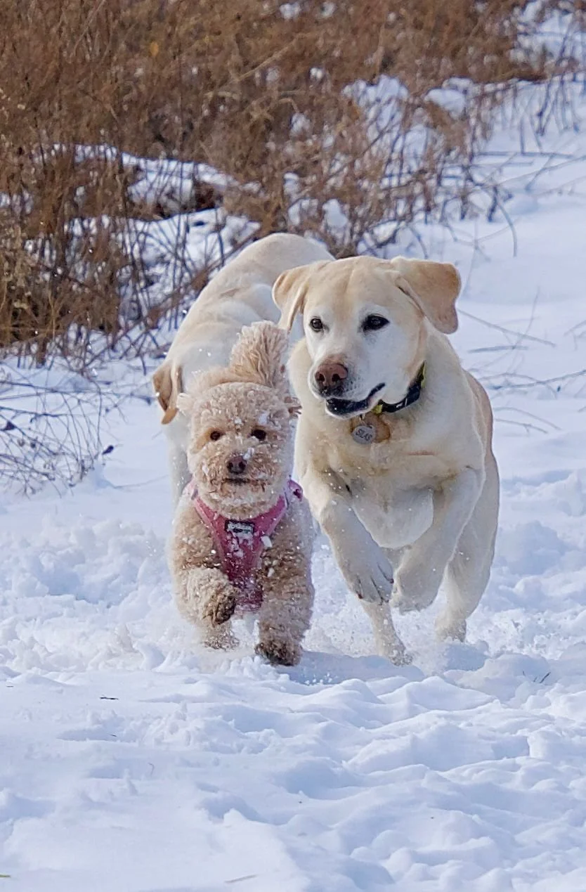 Two dogs, a small curly-haired one and a larger smooth-haired one, running through the snow outdoors with bushes in the background.
