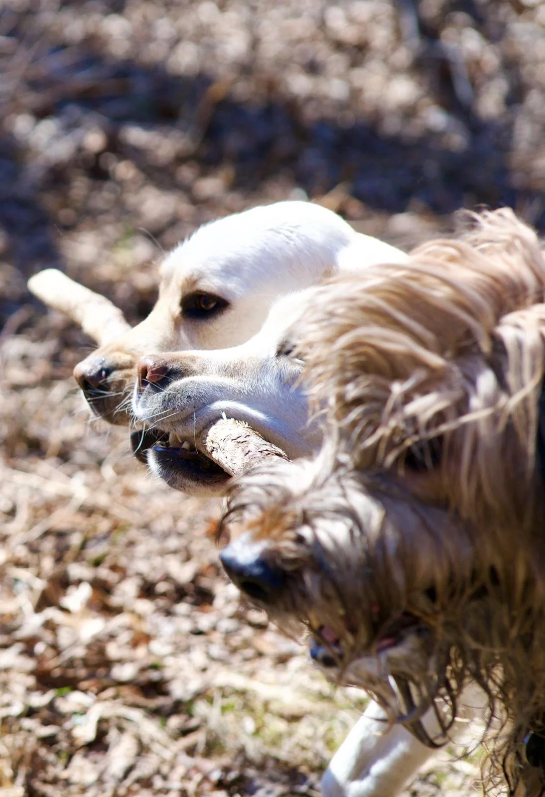 Two dogs, one light-colored and one curly-haired, playing outdoors with sticks in their mouths.