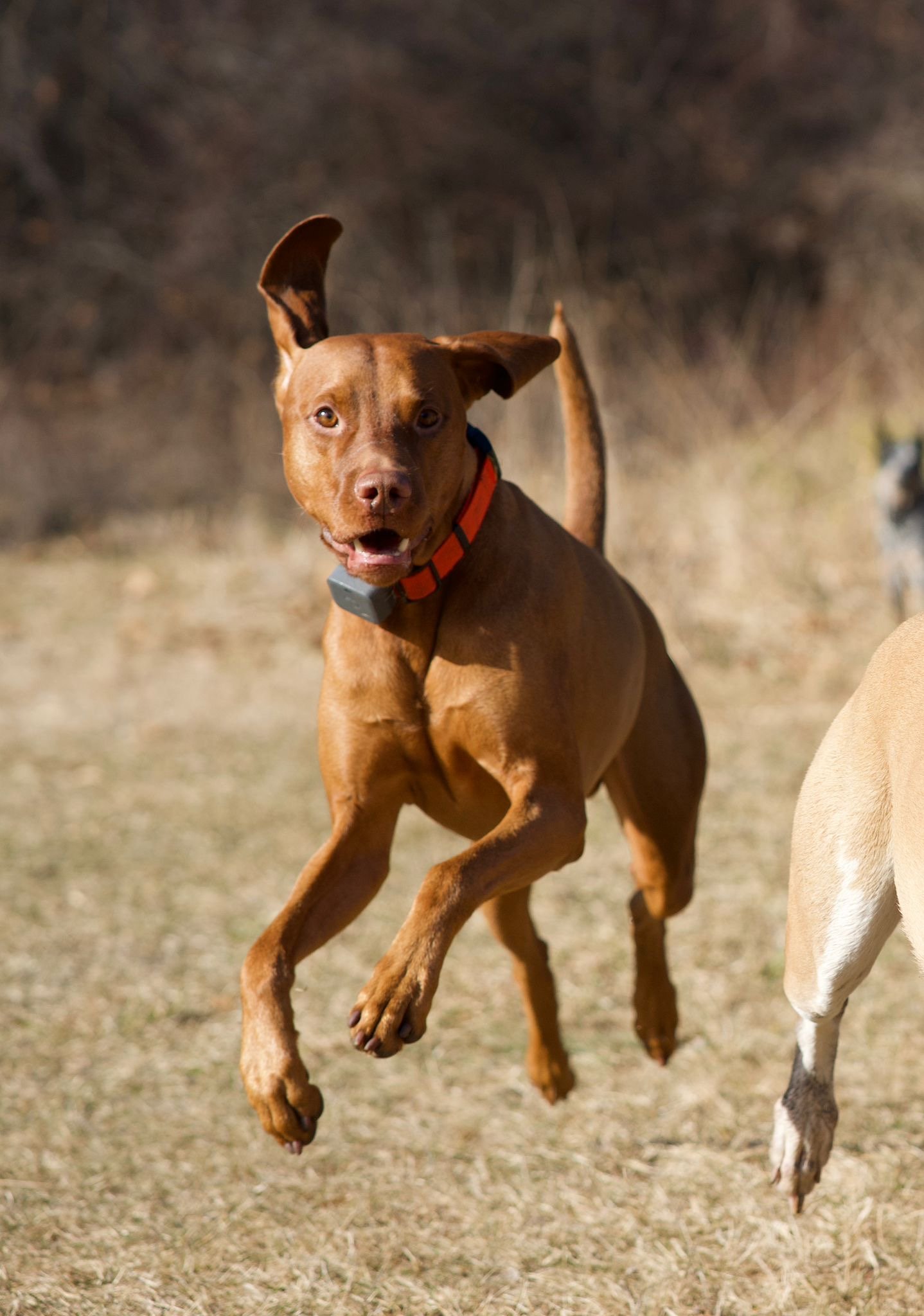 A brown dog jumping outdoors on a grassy area with a blurred background.